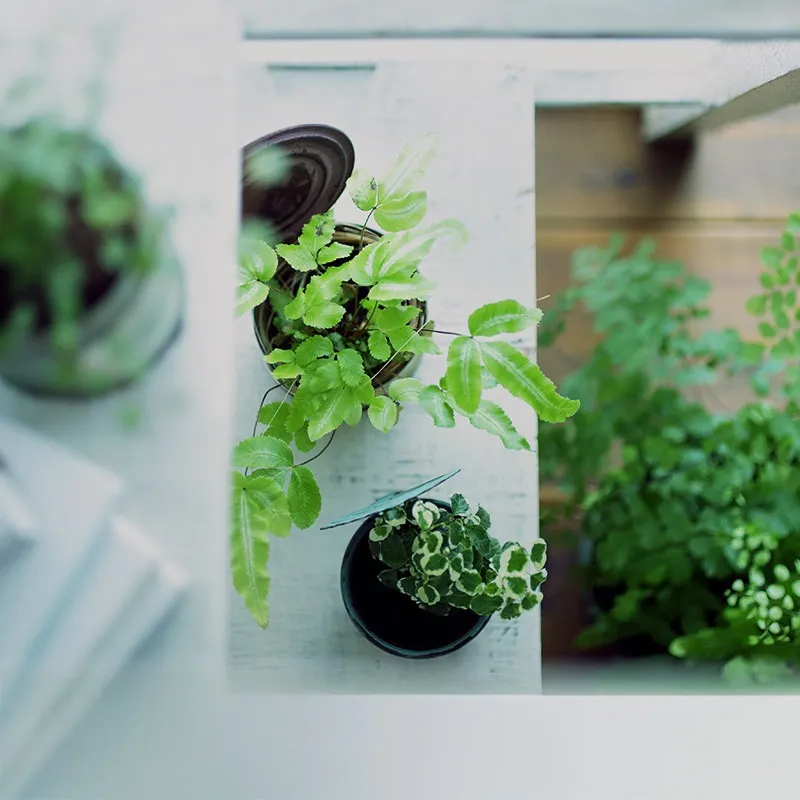 観葉植物の販売