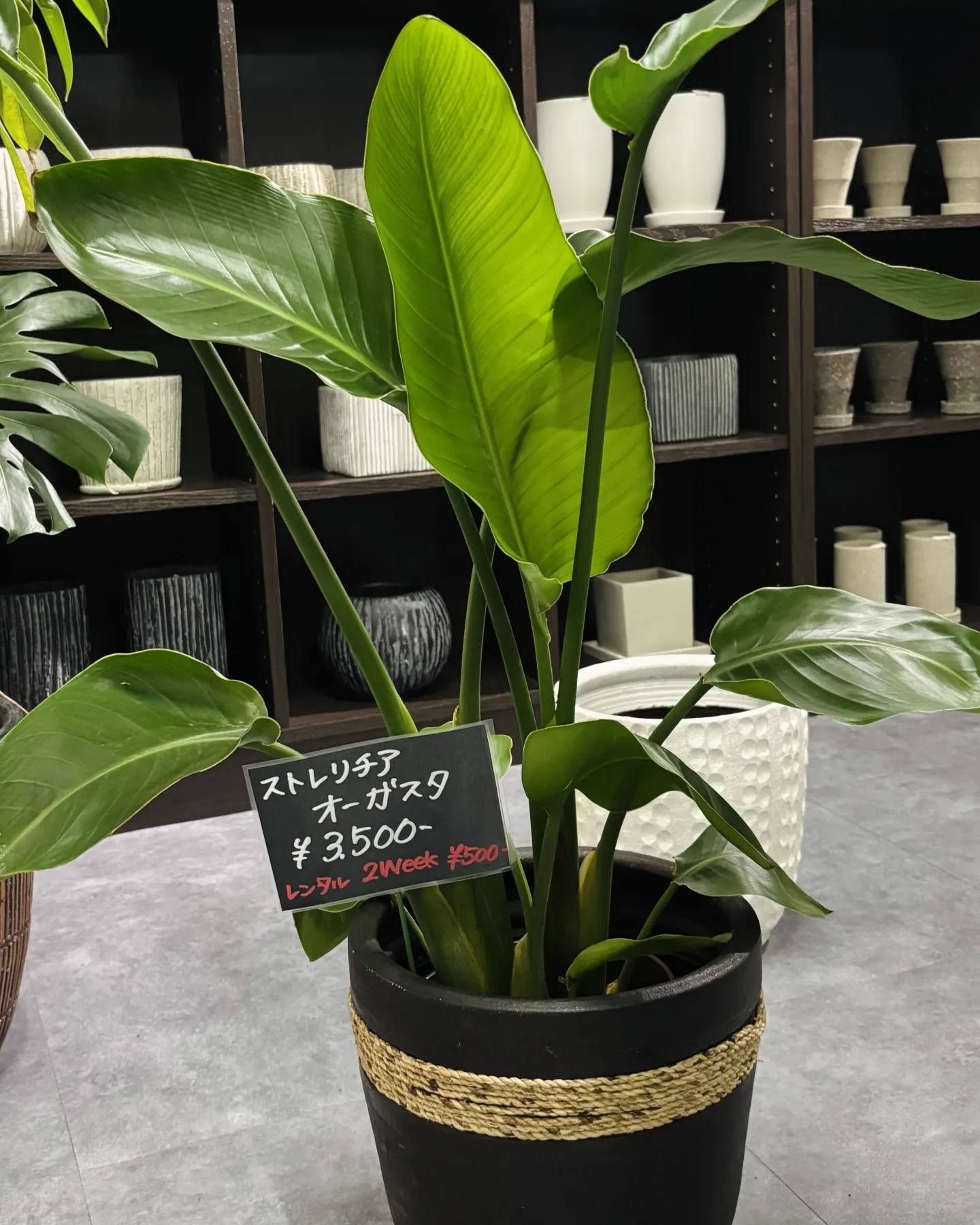 《おしゃれな鉢で植物をもっと素敵に🪴》