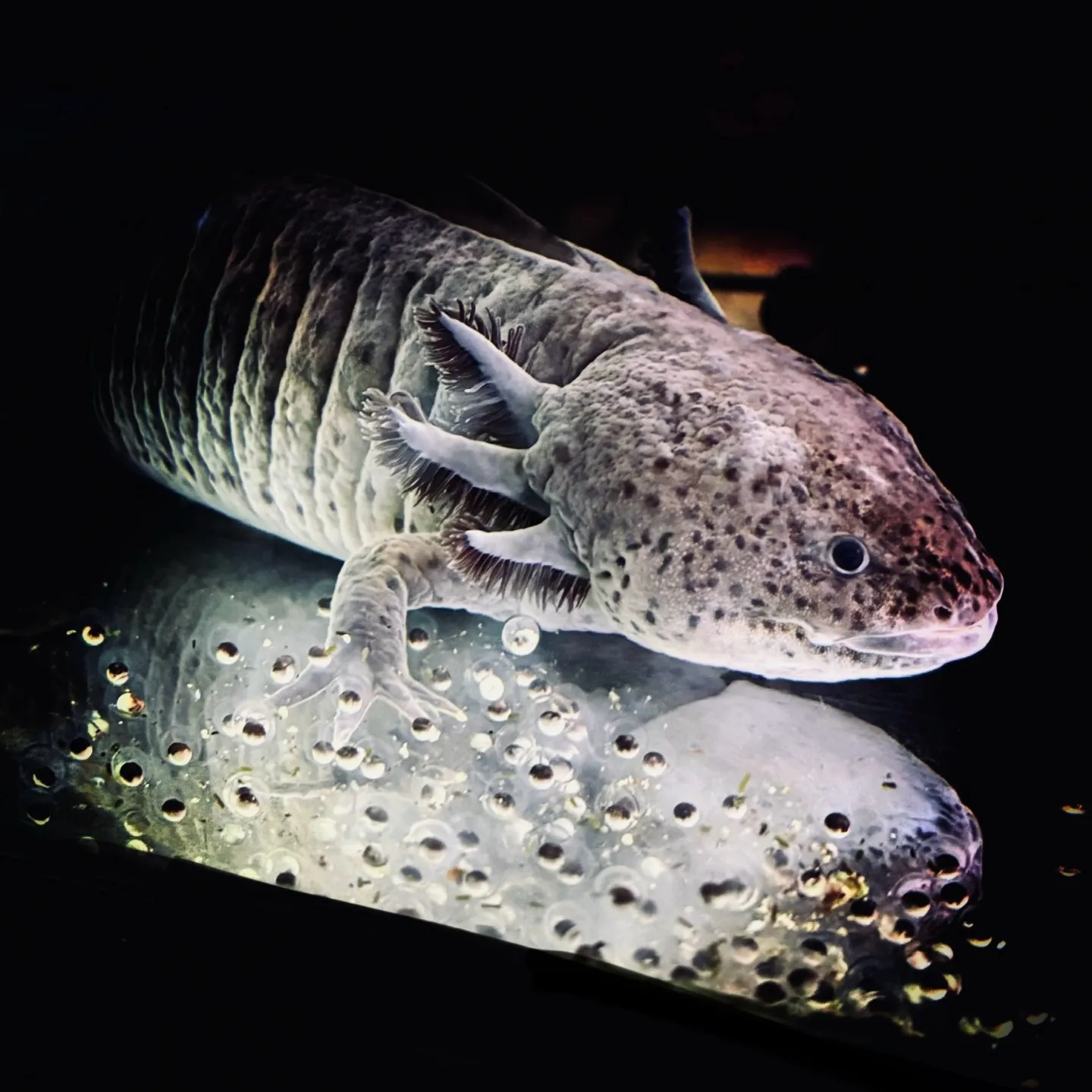 🪴《ウーパールーパーの春が来た！》