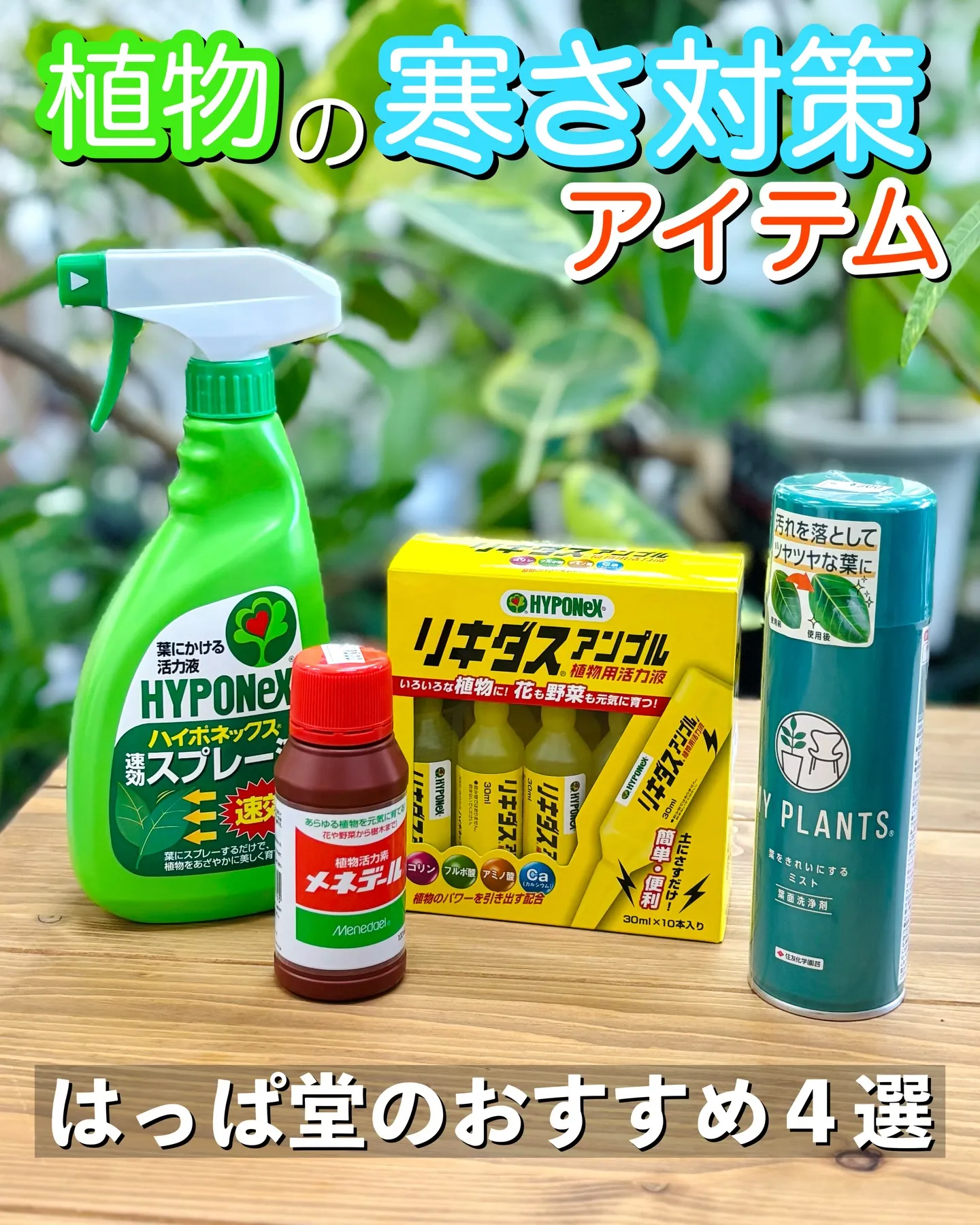 こんにちは、はっぱ堂です🪴