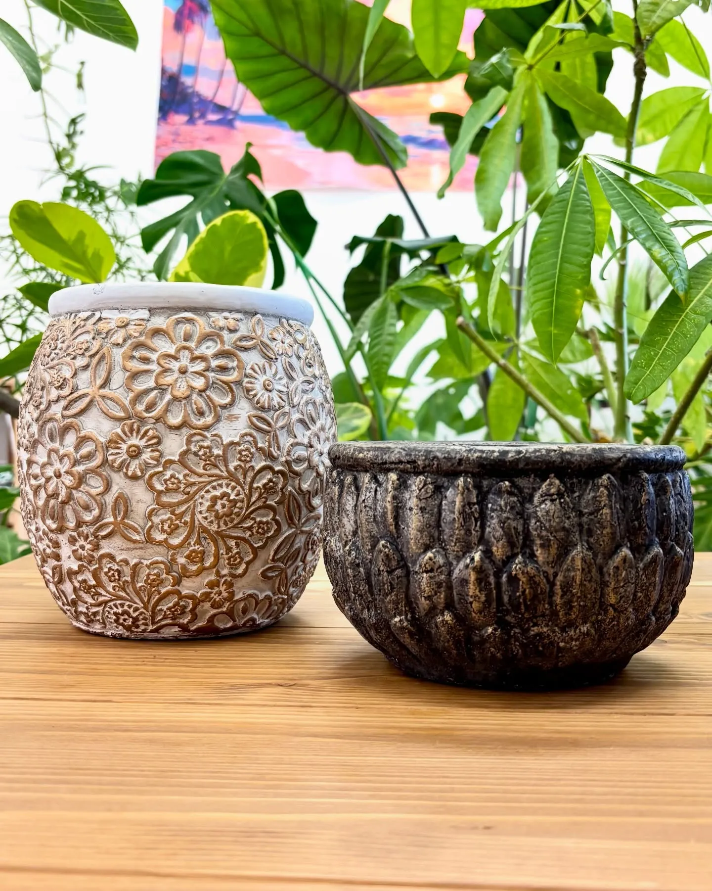 こんにちは、はっぱ堂です🪴