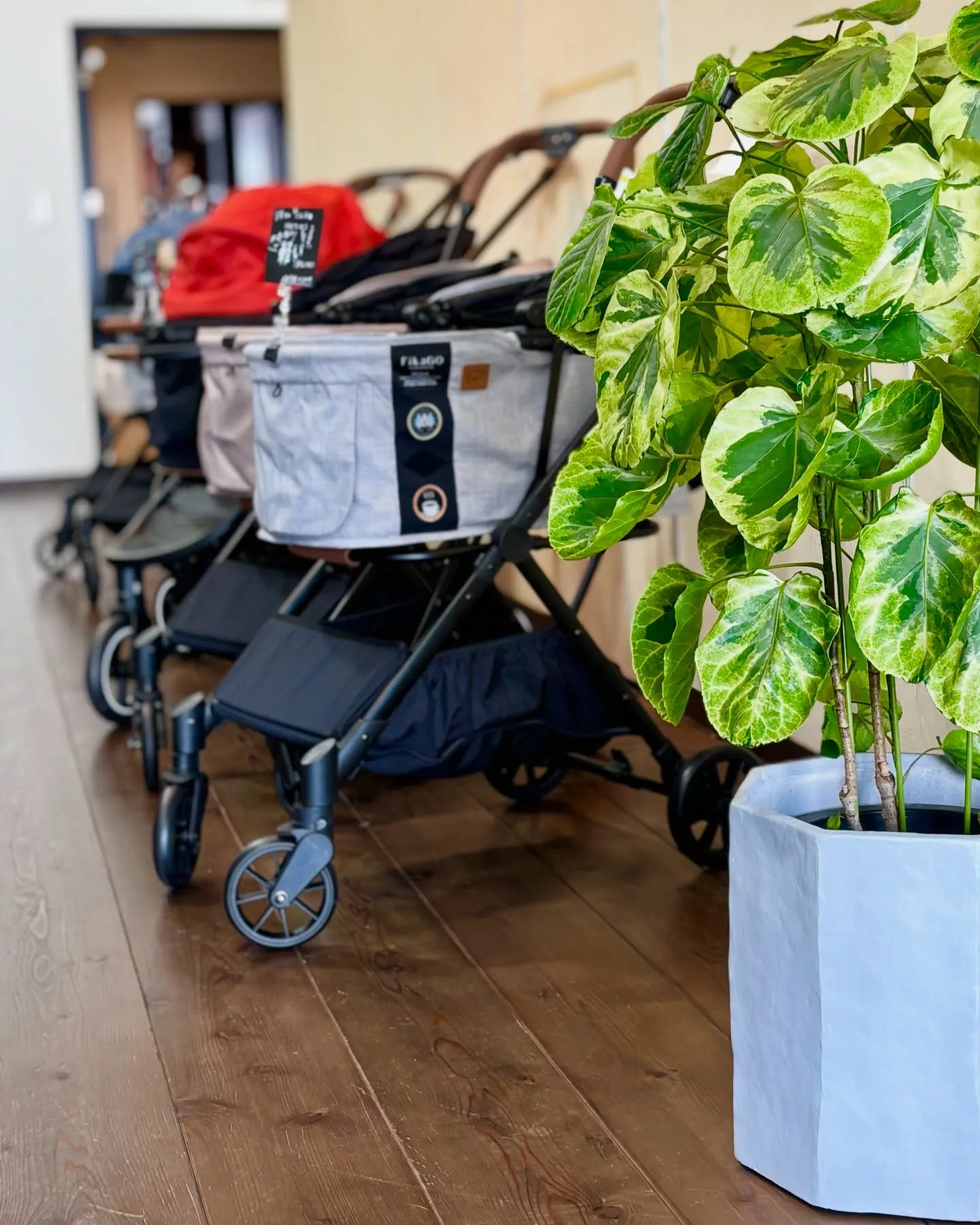 こんにちは、はっぱ堂です🪴