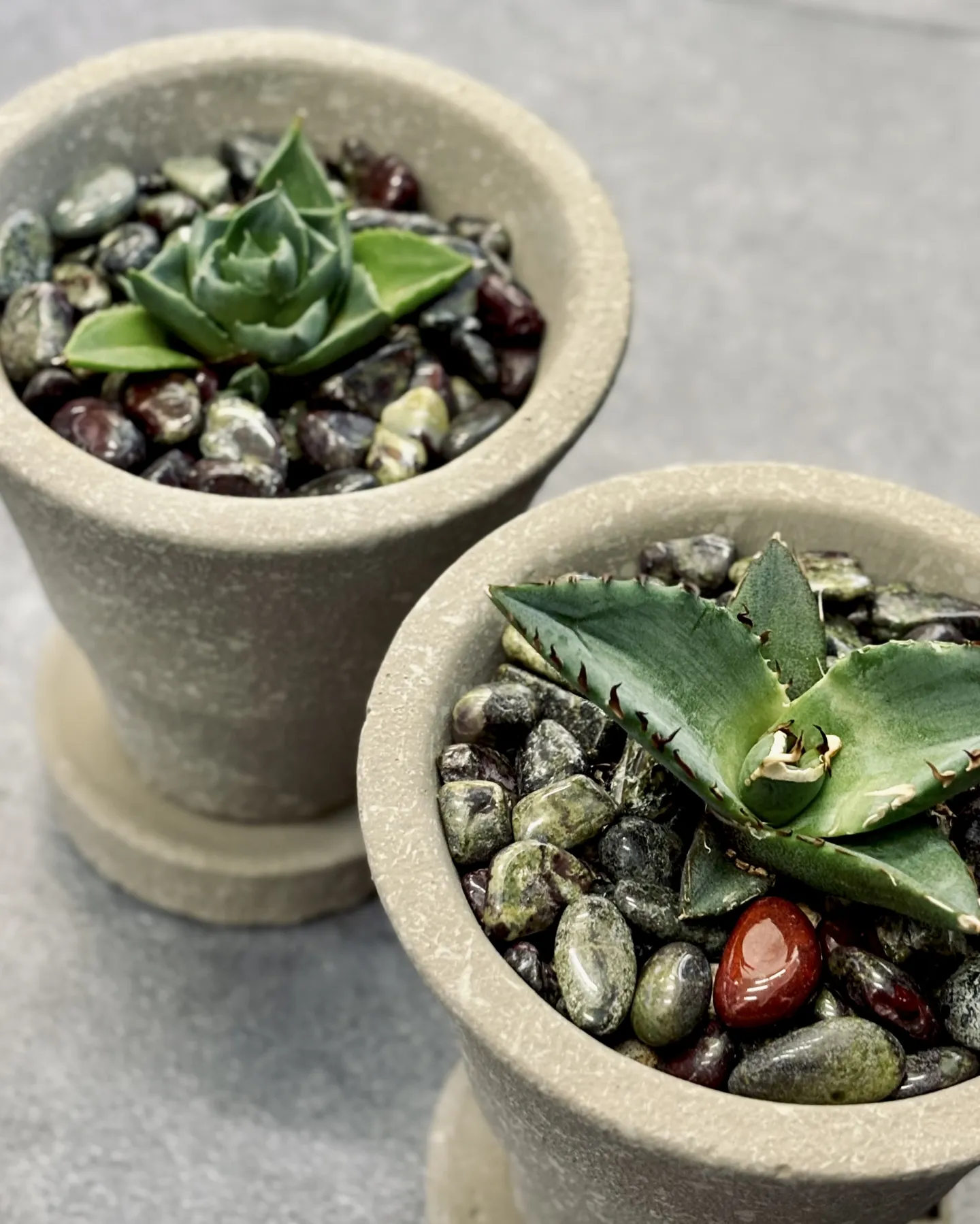 こんにちは、はっぱ堂です🪴