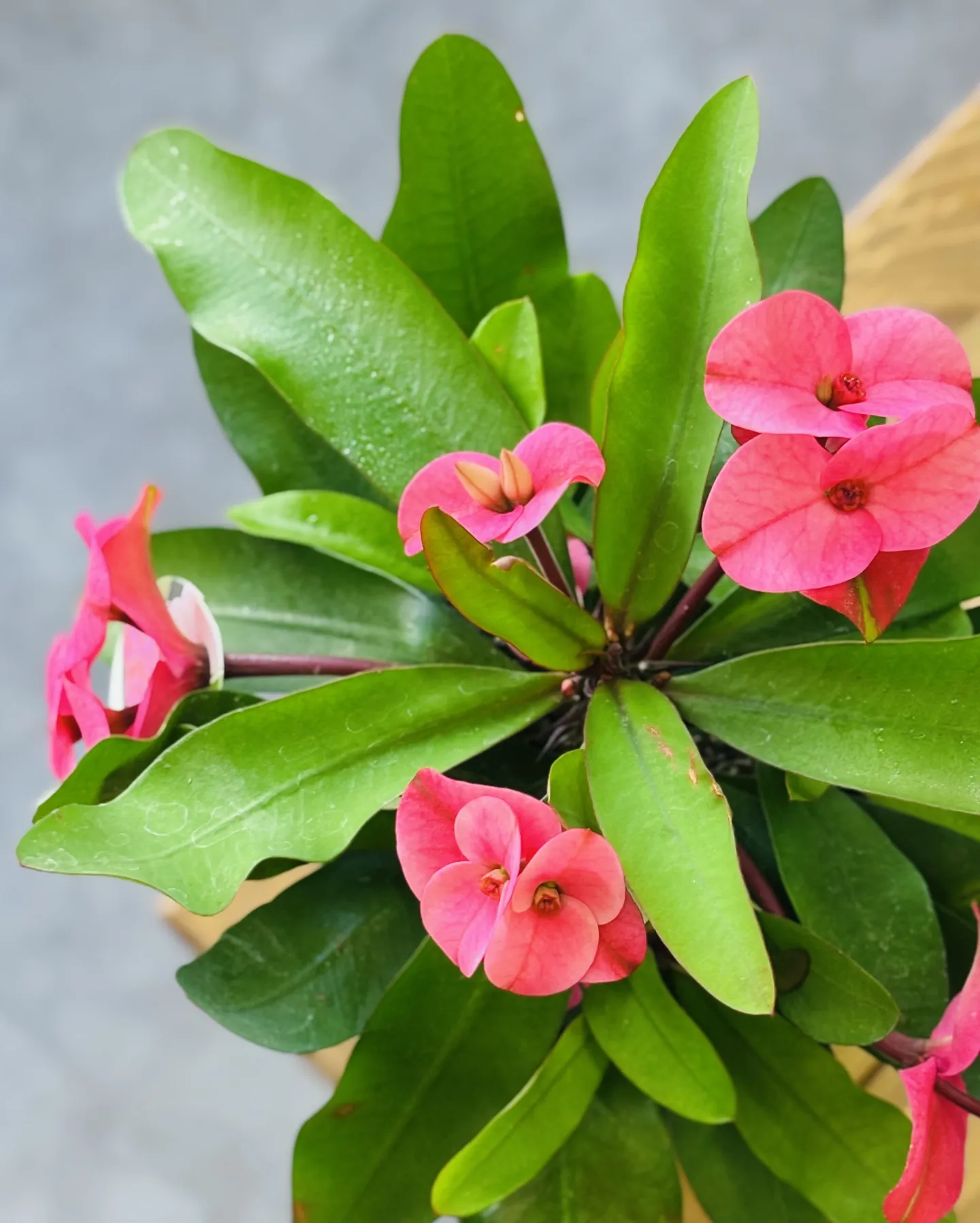 こんにちは、はっぱ堂です🪴