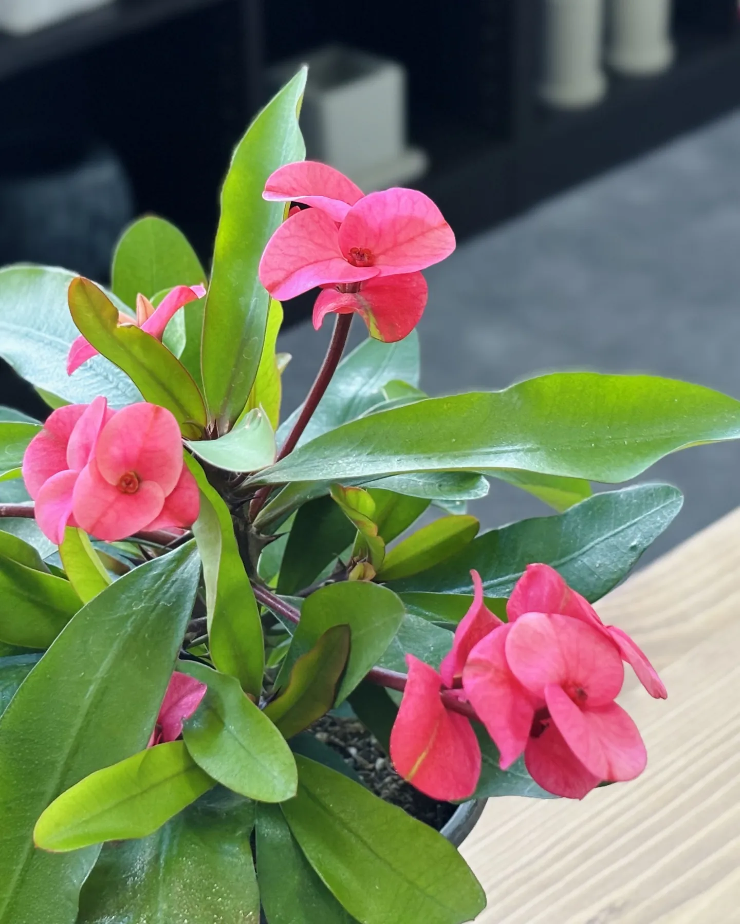 こんにちは、はっぱ堂です🪴