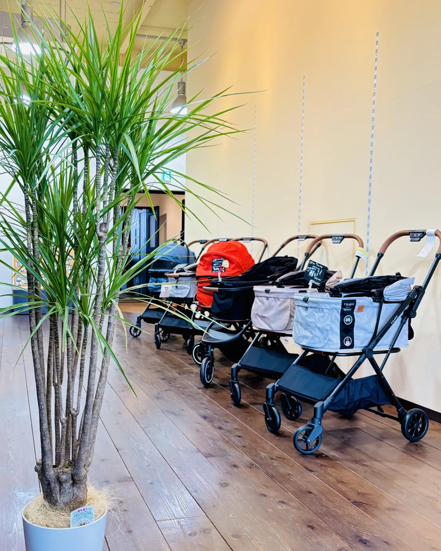 こんにちは、はっぱ堂です🪴