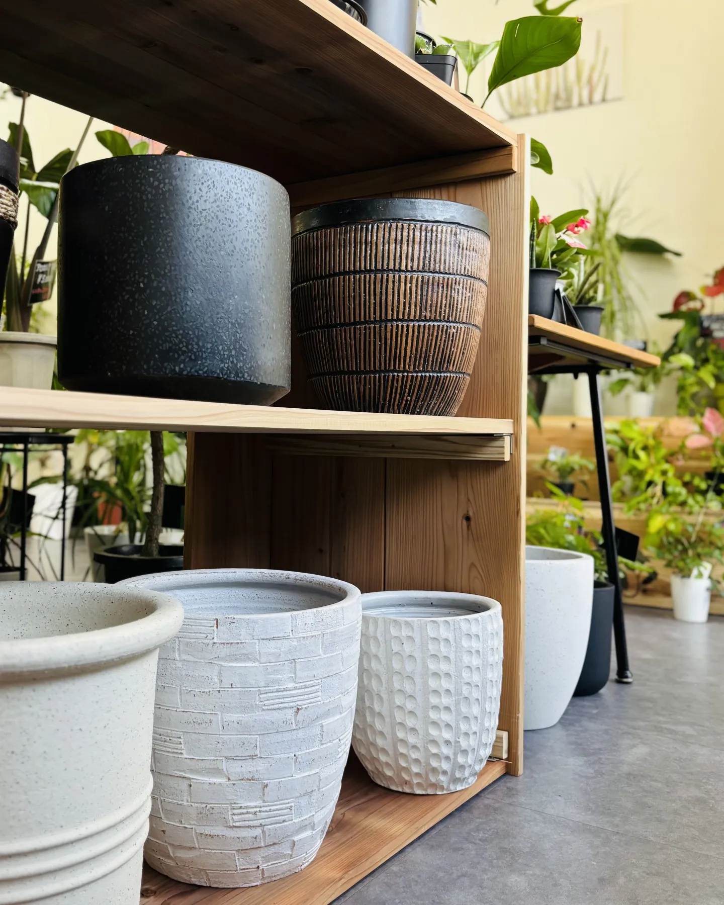 こんにちは、はっぱ堂です🪴