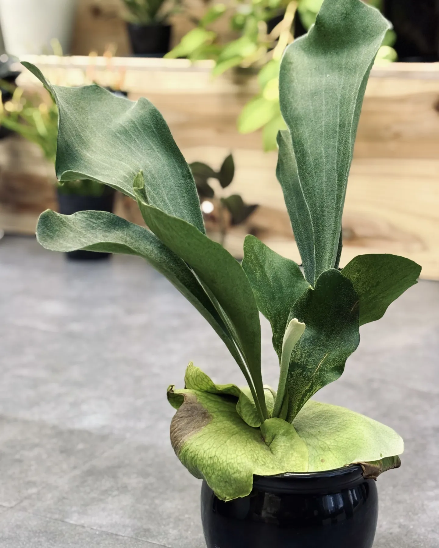 こんにちは、はっぱ堂です🪴