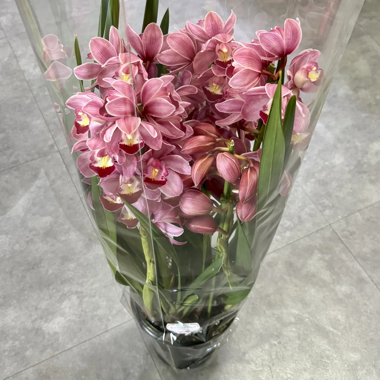 こんにちは、はっぱ堂です🪴