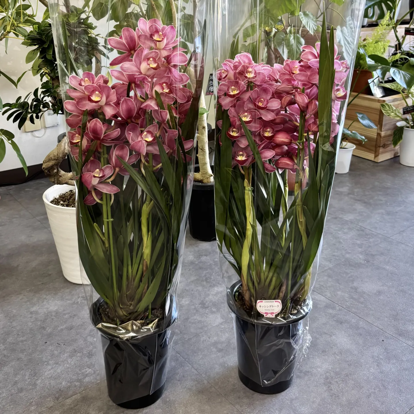 こんにちは、はっぱ堂です🪴