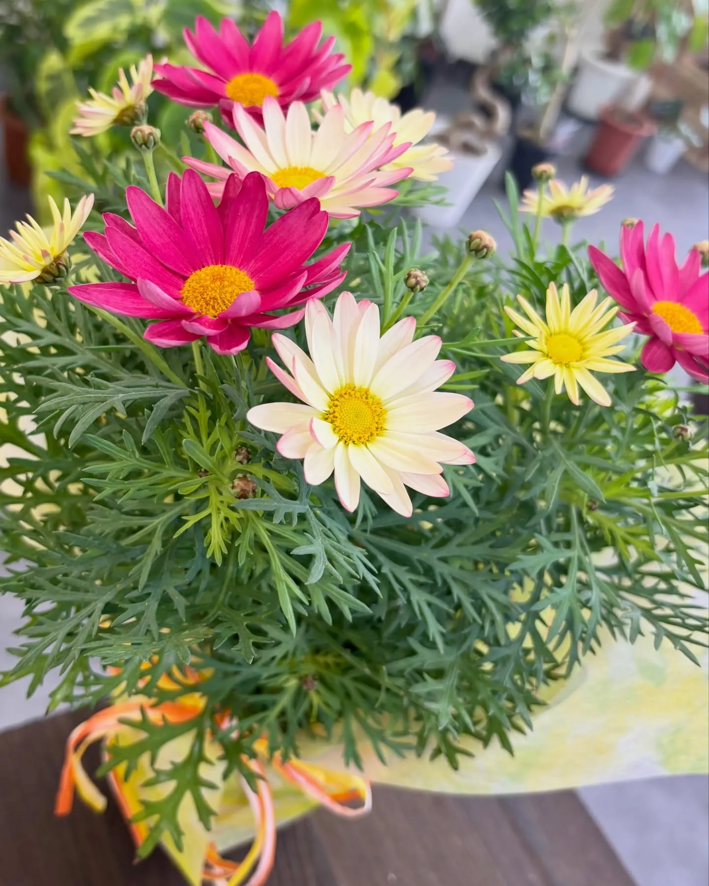 こんにちは、はっぱ堂です🪴