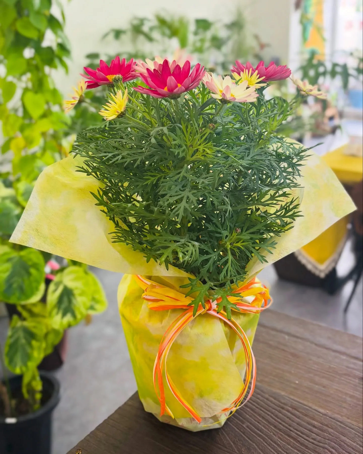 こんにちは、はっぱ堂です🪴