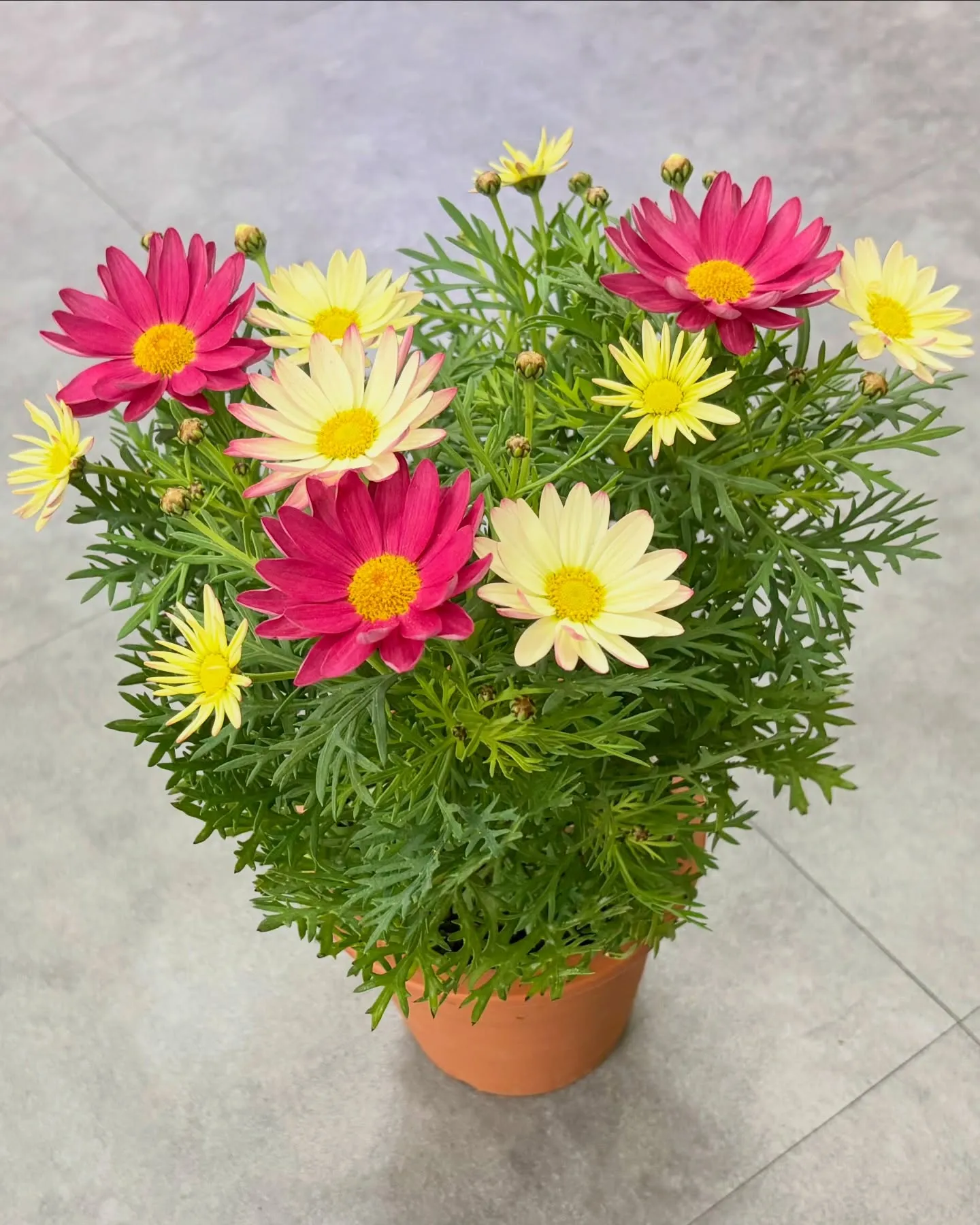 こんにちは、はっぱ堂です🪴