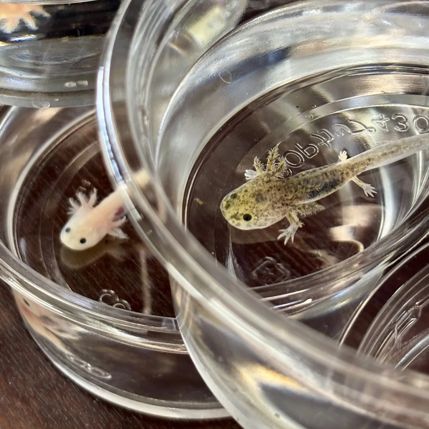 こんにちは、はっぱ堂です🪴