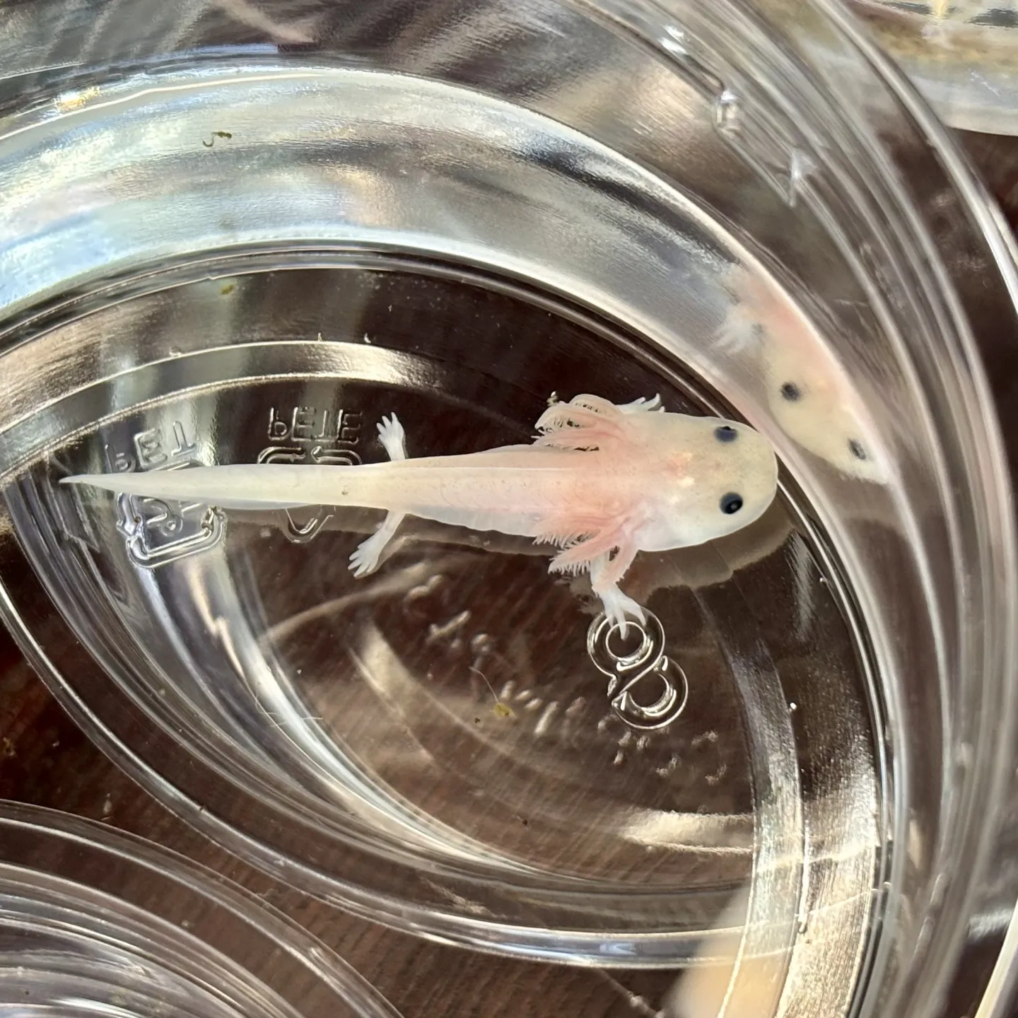 こんにちは、はっぱ堂です🪴