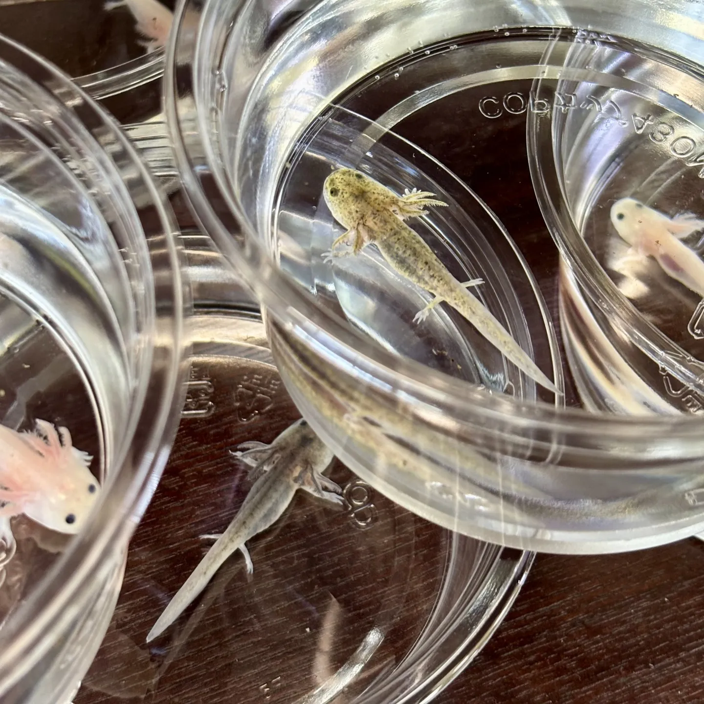 こんにちは、はっぱ堂です🪴