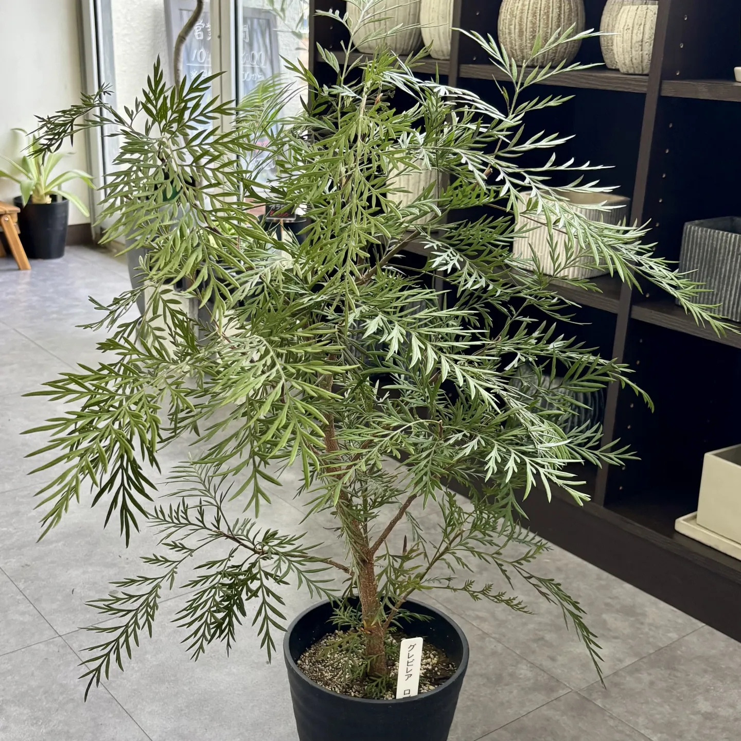 こんにちは、はっぱ堂です🪴