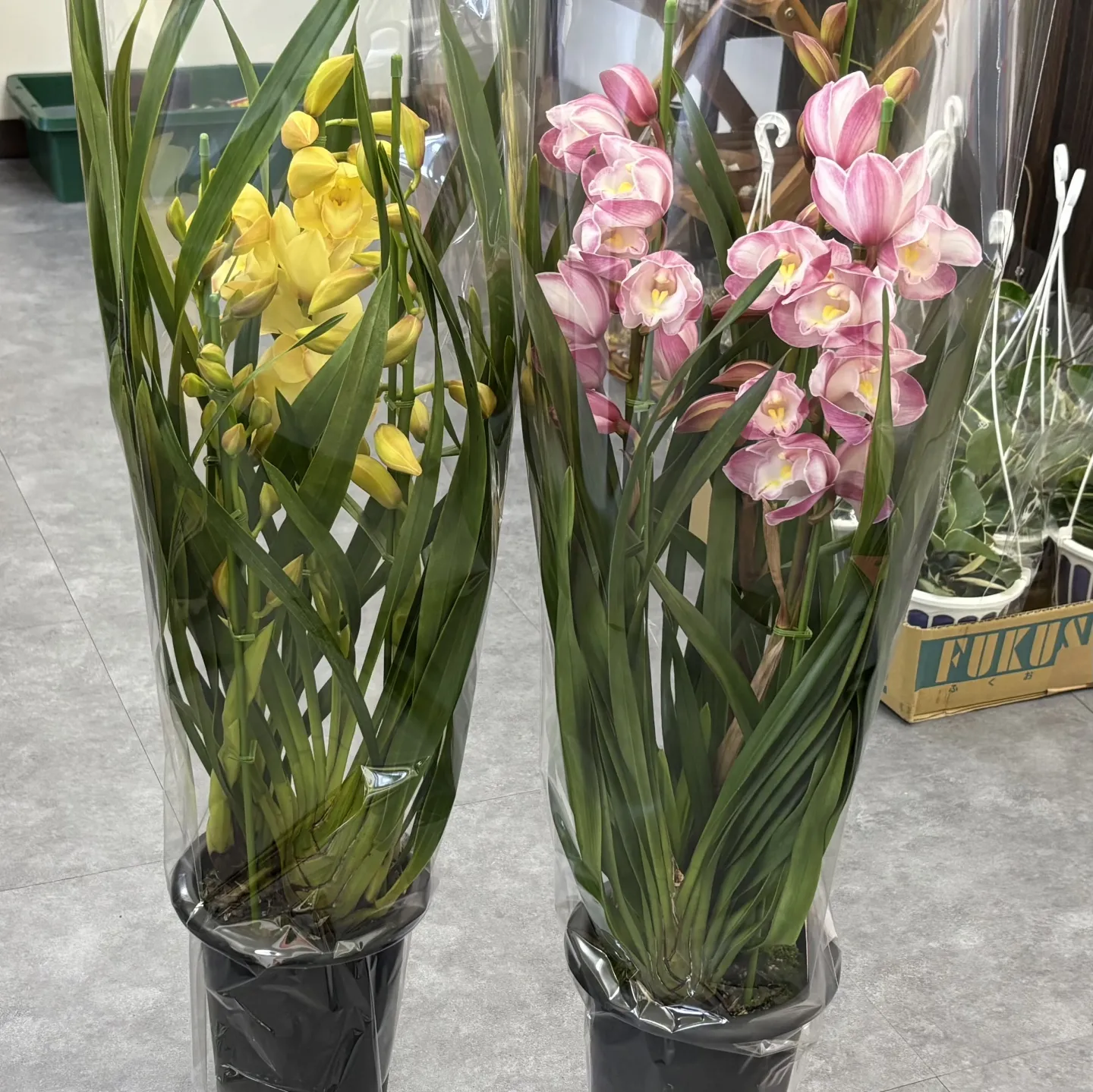 こんにちは、はっぱ堂です🪴