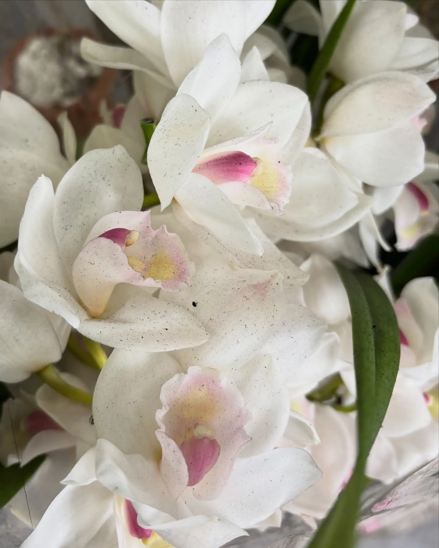 昨日に続き、本日も臨時休業とさせていただきました。