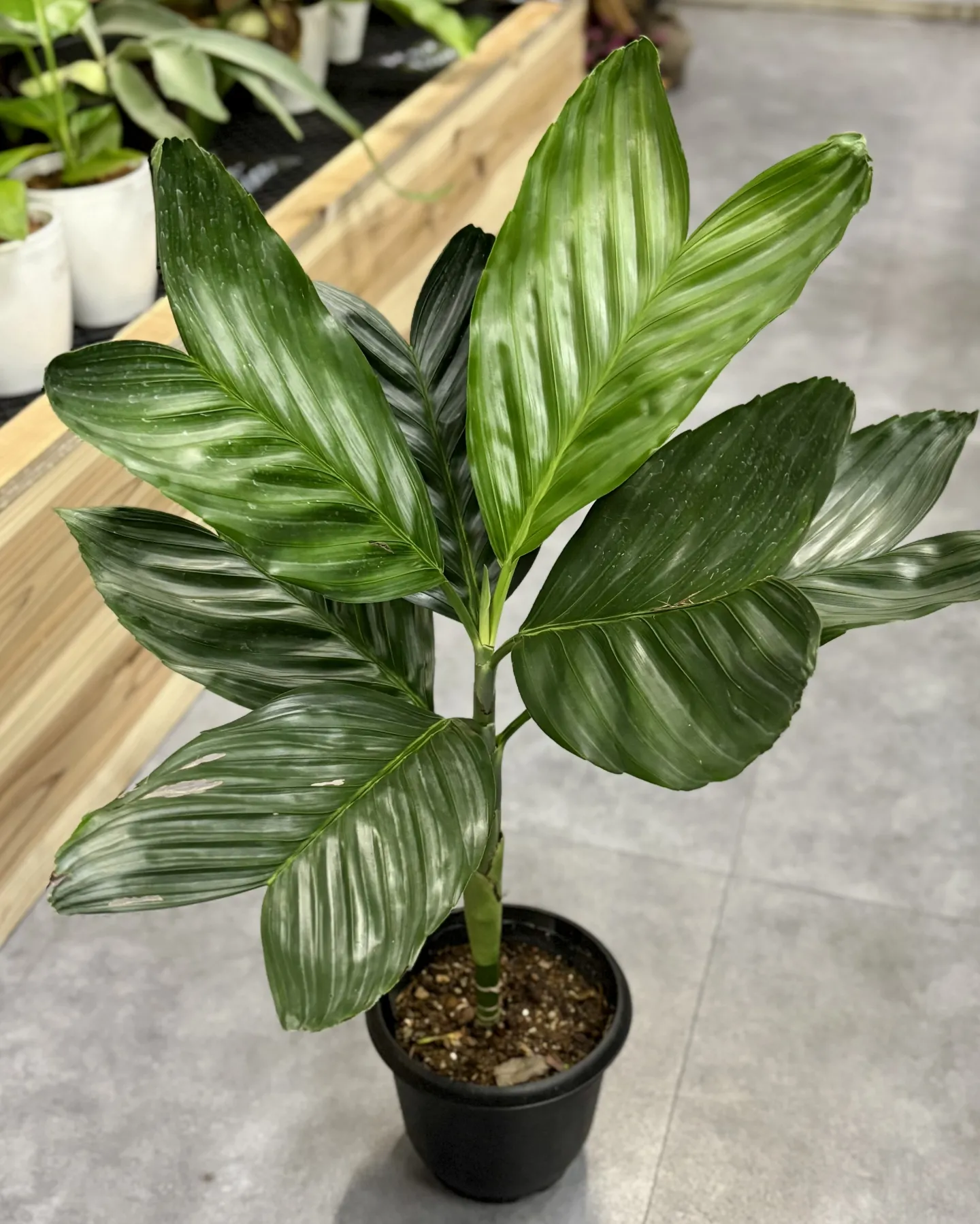 こんにちは、はっぱ堂です🪴