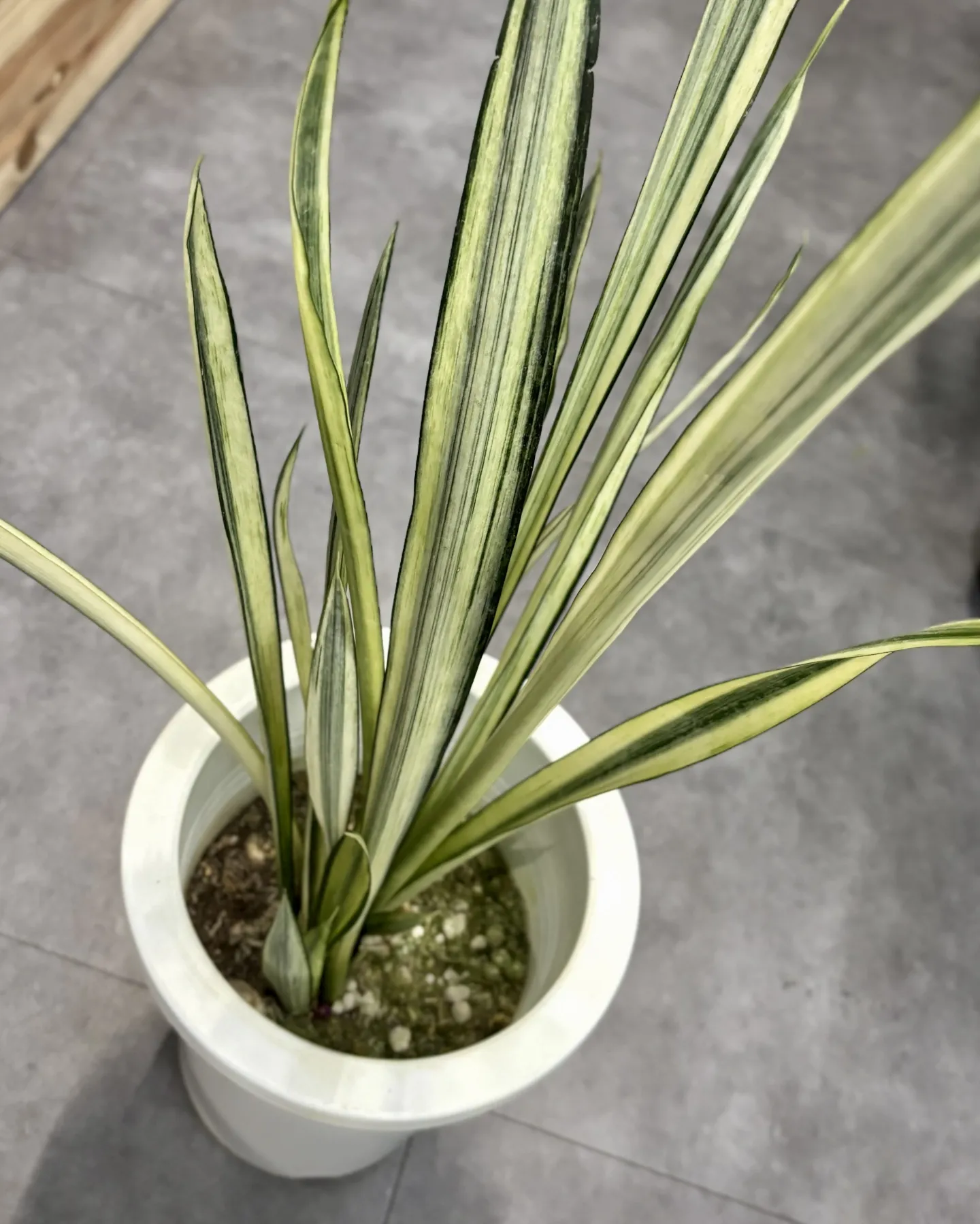 こんにちは、はっぱ堂です🪴