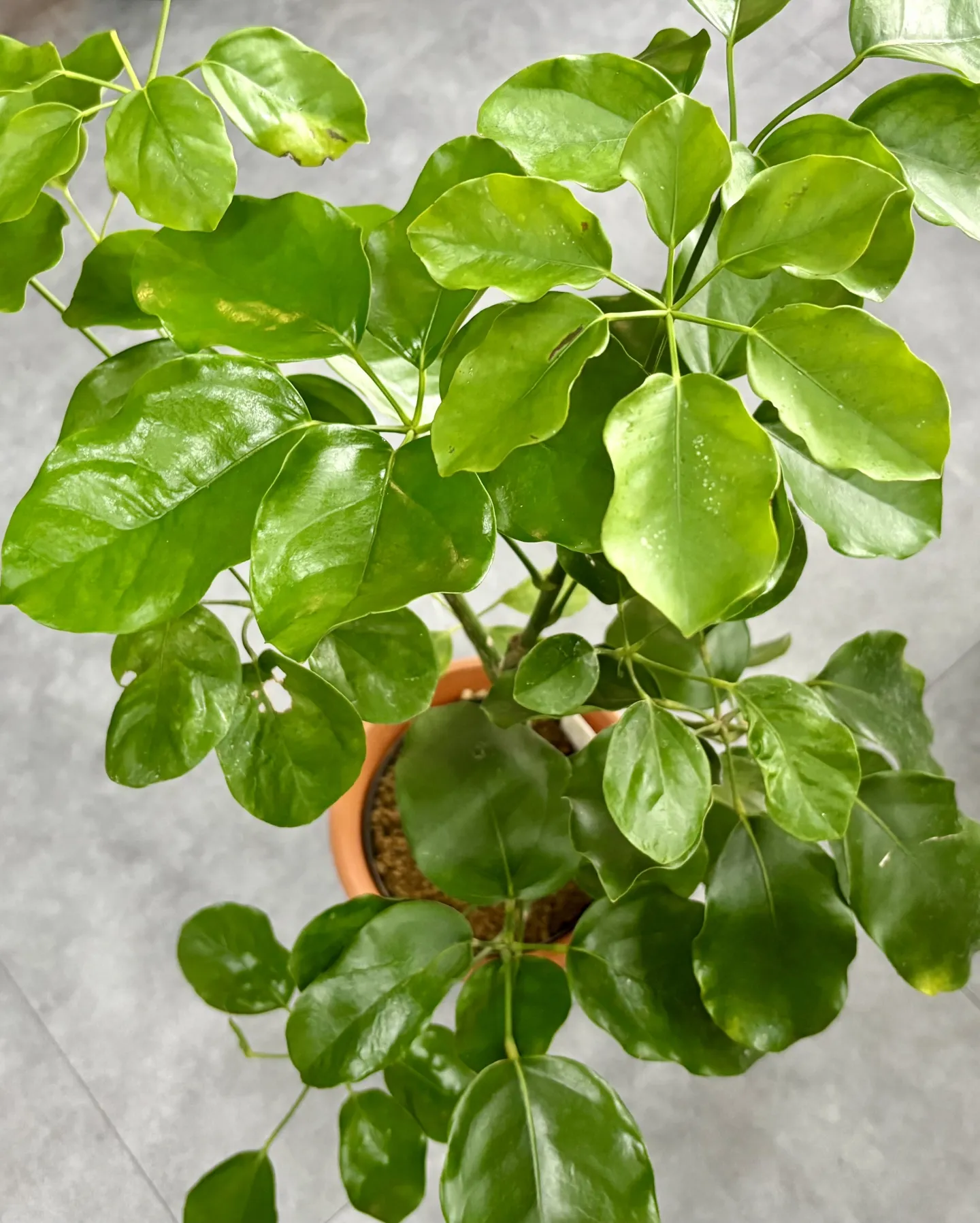 こんにちは、はっぱ堂です🪴