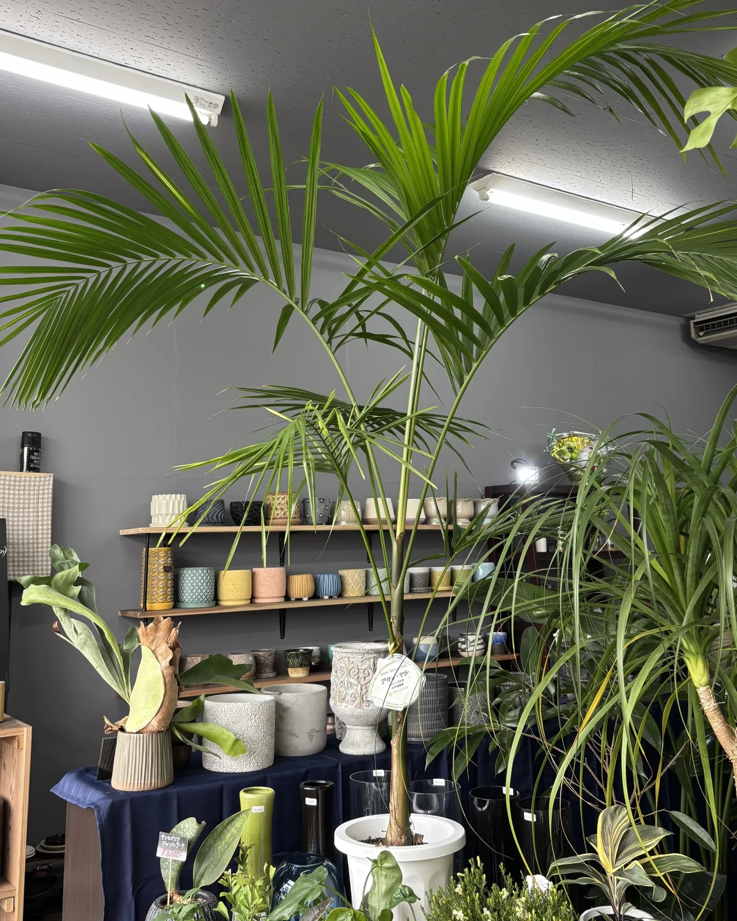 こんにちは、はっぱ堂です🌿