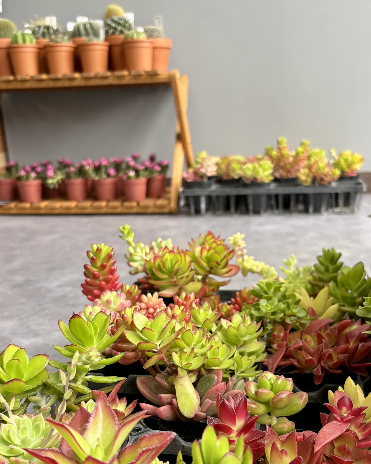 こんにちは、はっぱ堂です🪴