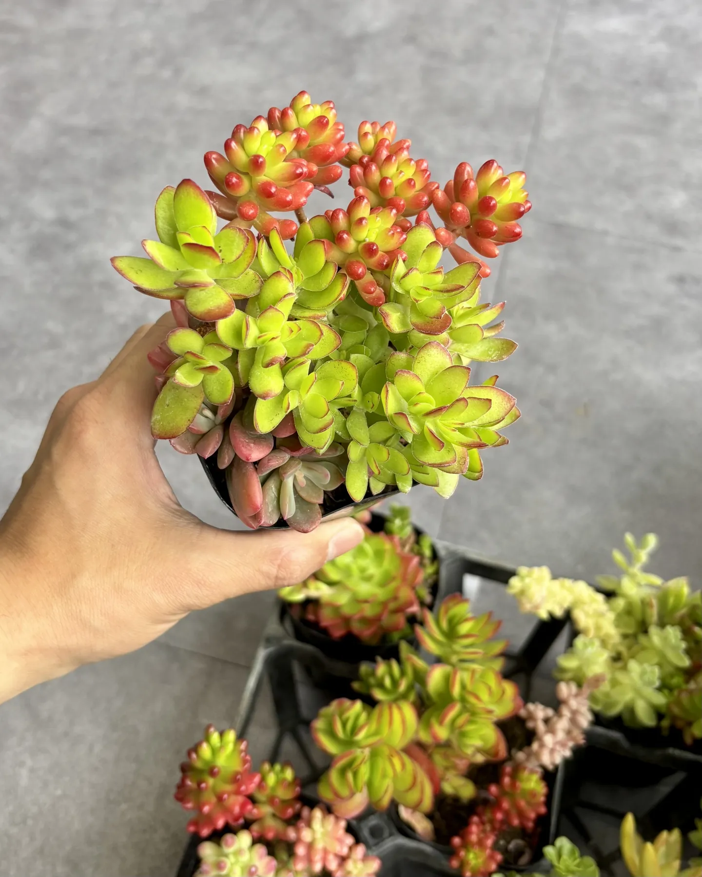 こんにちは、はっぱ堂です🪴