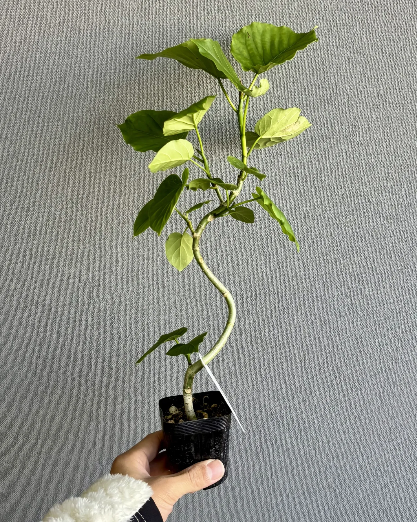 こんにちは、はっぱ堂です🪴