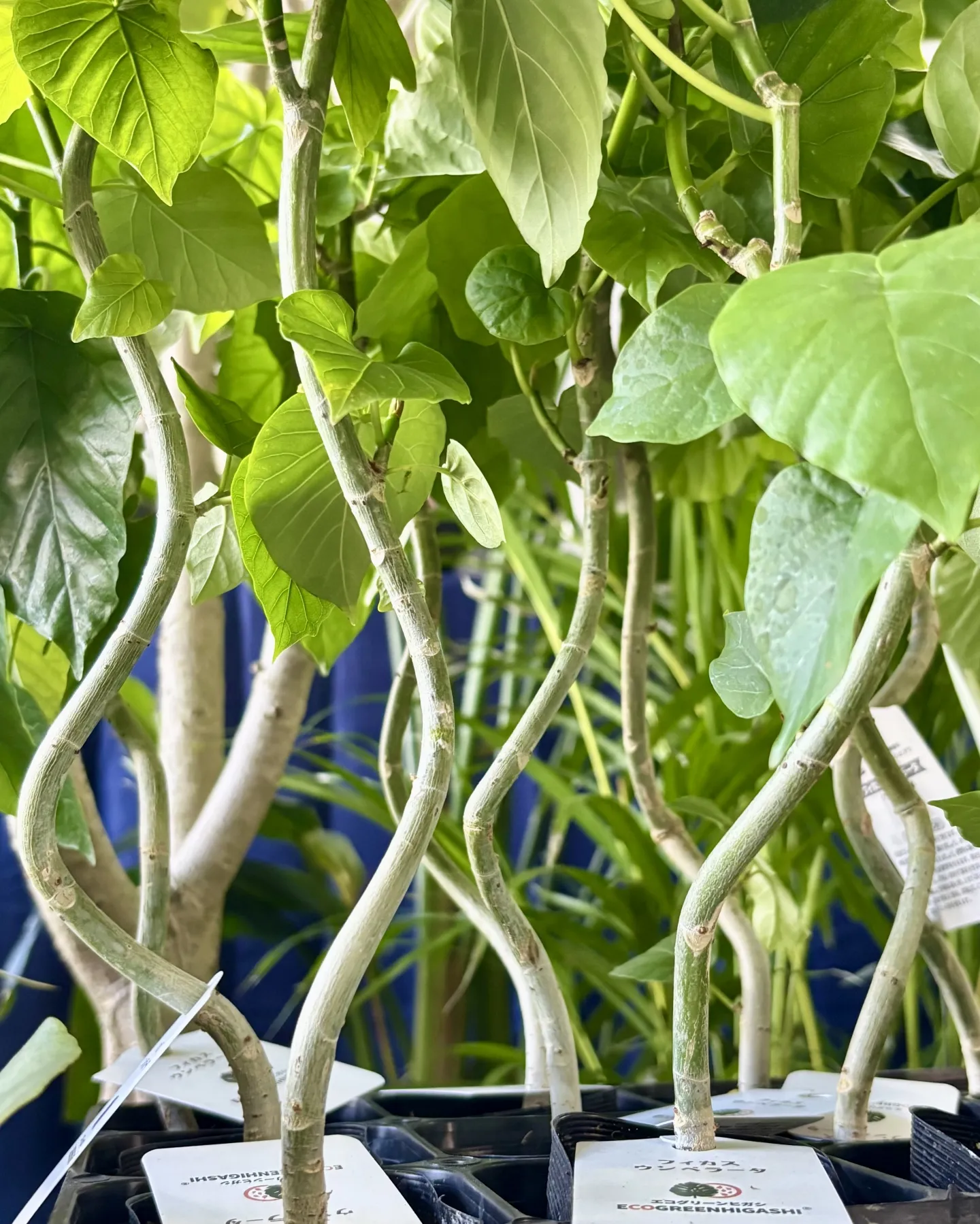 こんにちは、はっぱ堂です🪴