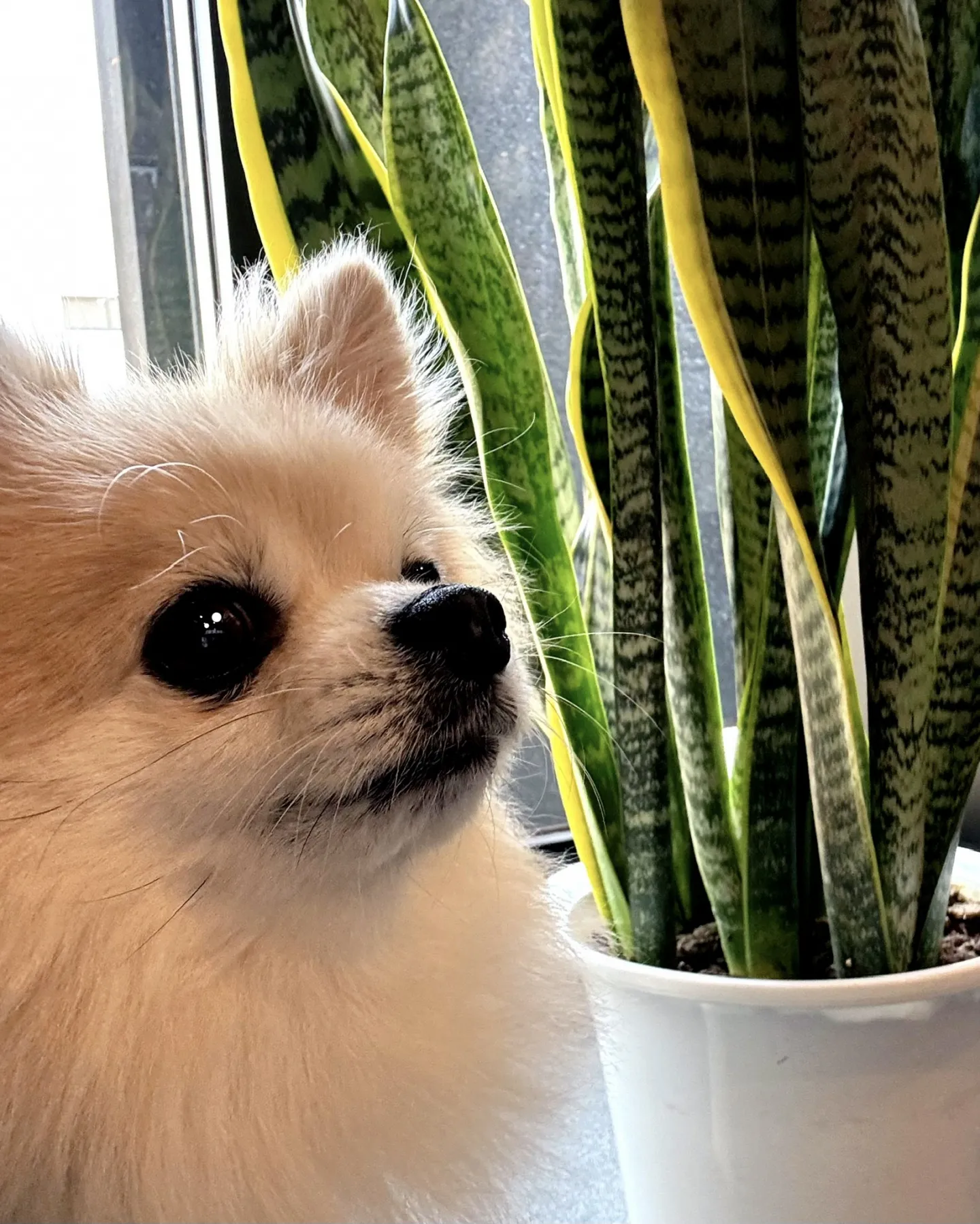 こんにちは、はっぱ堂です🪴