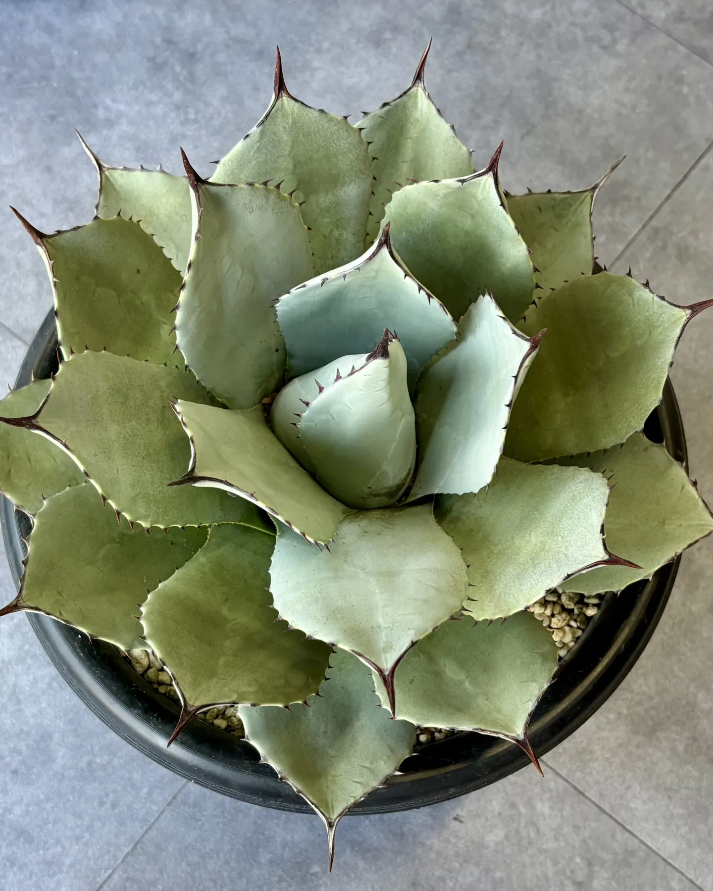 はっぱ堂にアガベ&ユッカが仲間入りしました！