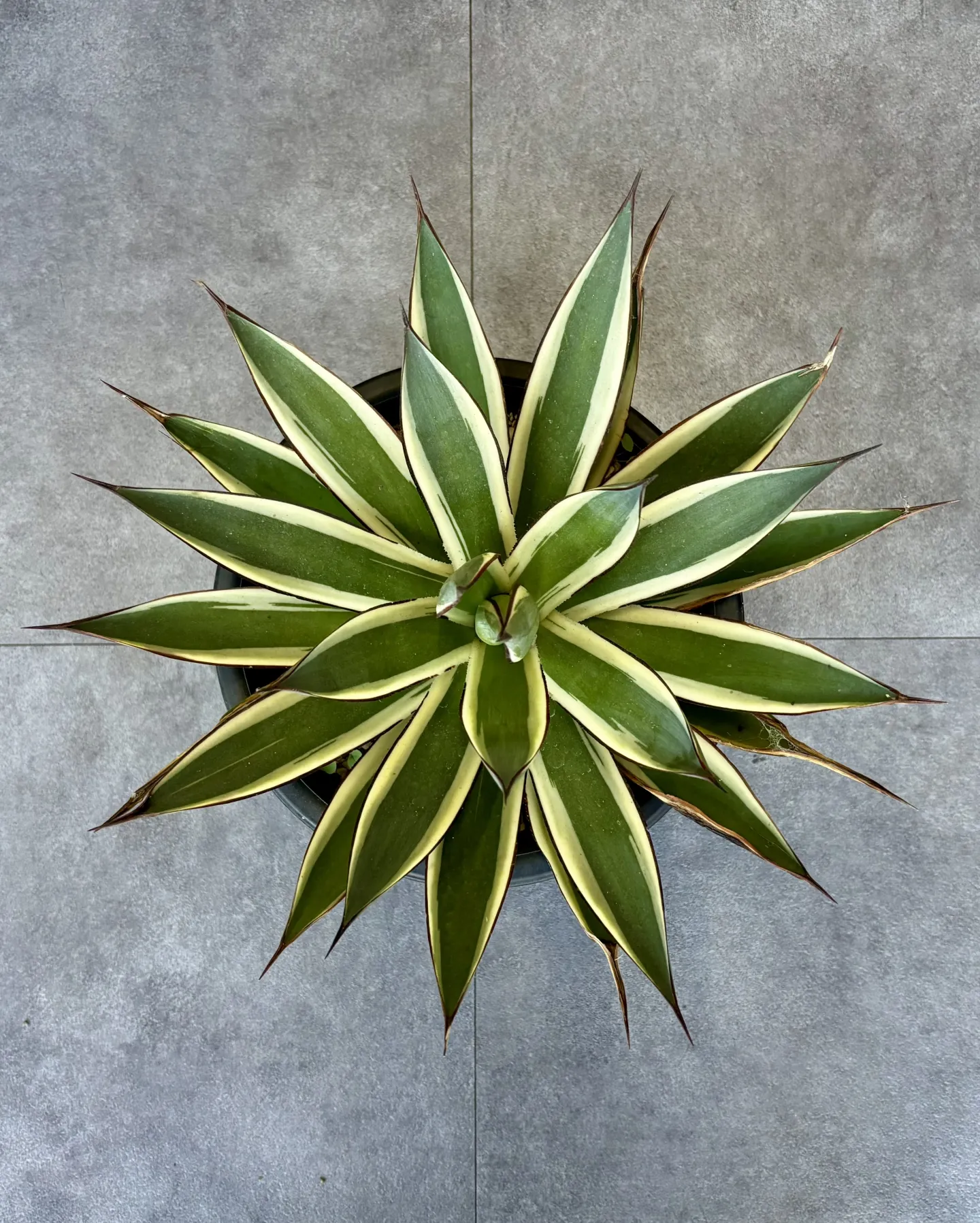 はっぱ堂にアガベ&ユッカが仲間入りしました！