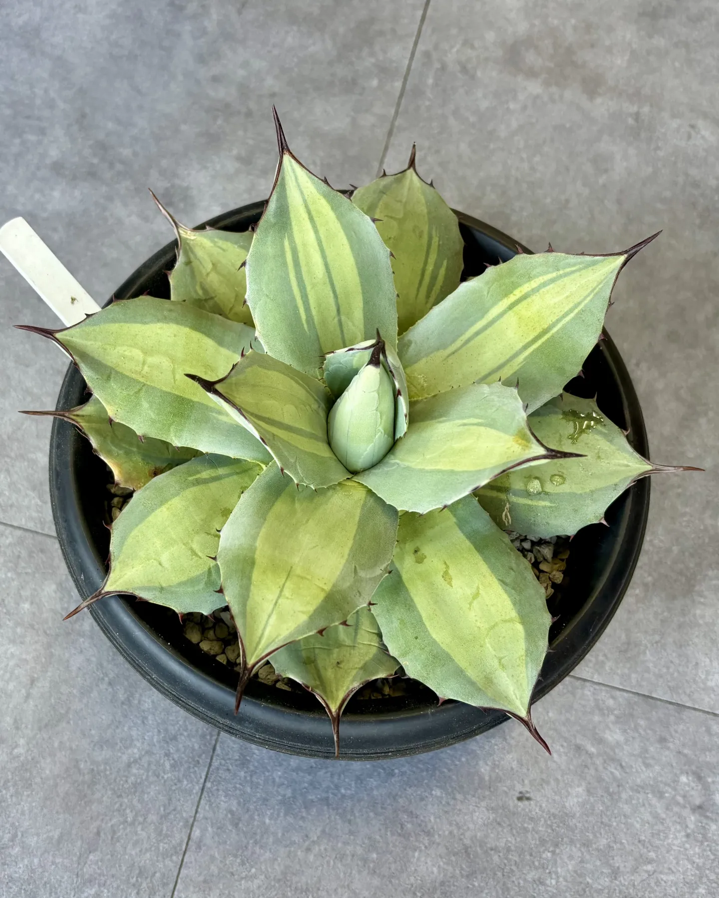 はっぱ堂にアガベ&ユッカが仲間入りしました！