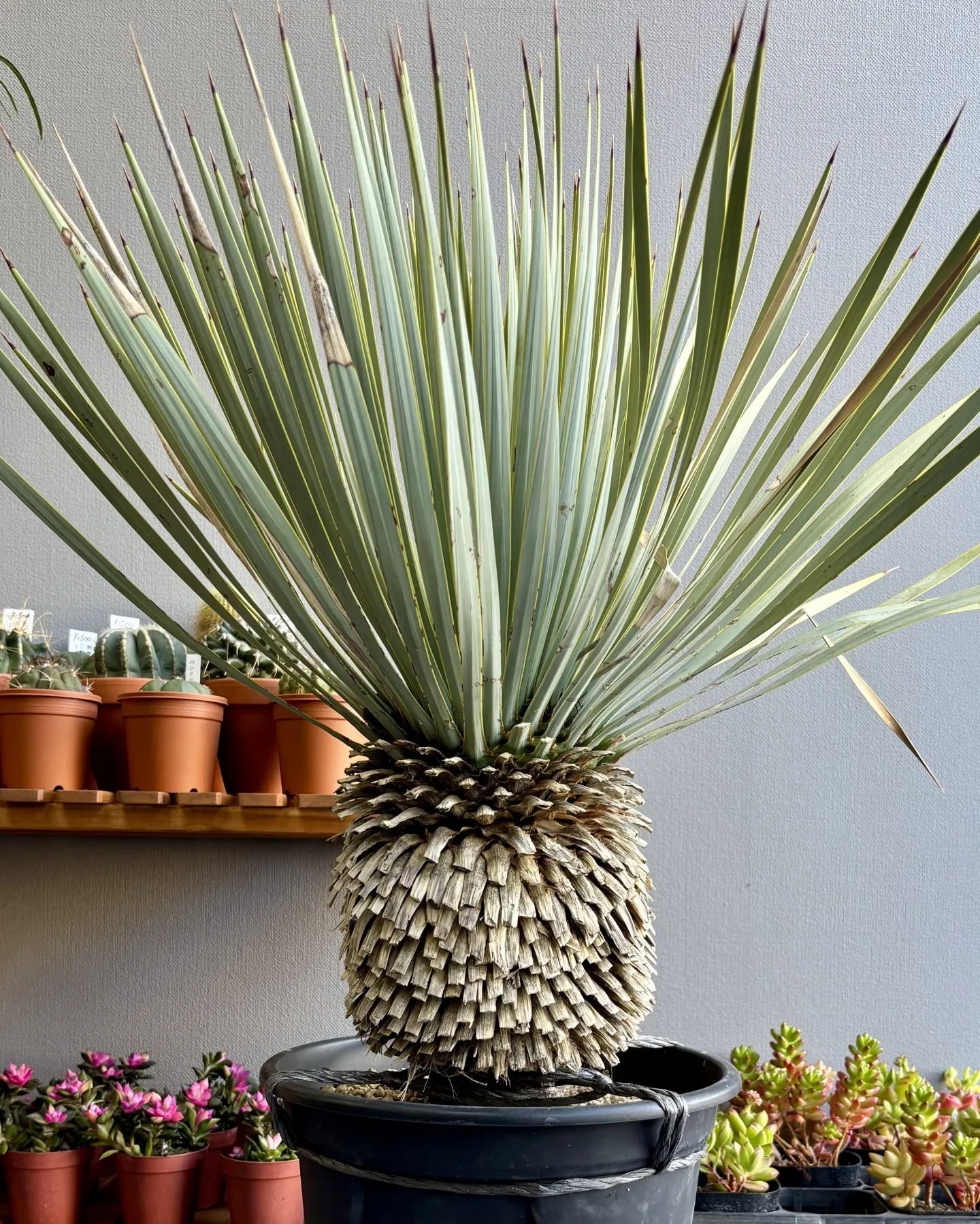 はっぱ堂にアガベ&ユッカが仲間入りしました！