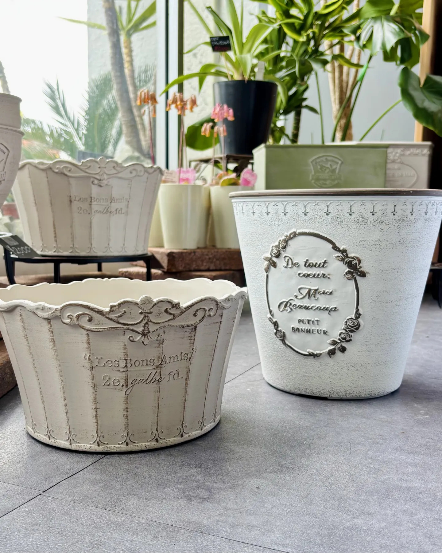 《春の寄せ植えにぴったりの洋風鉢と花苗が入荷しました》