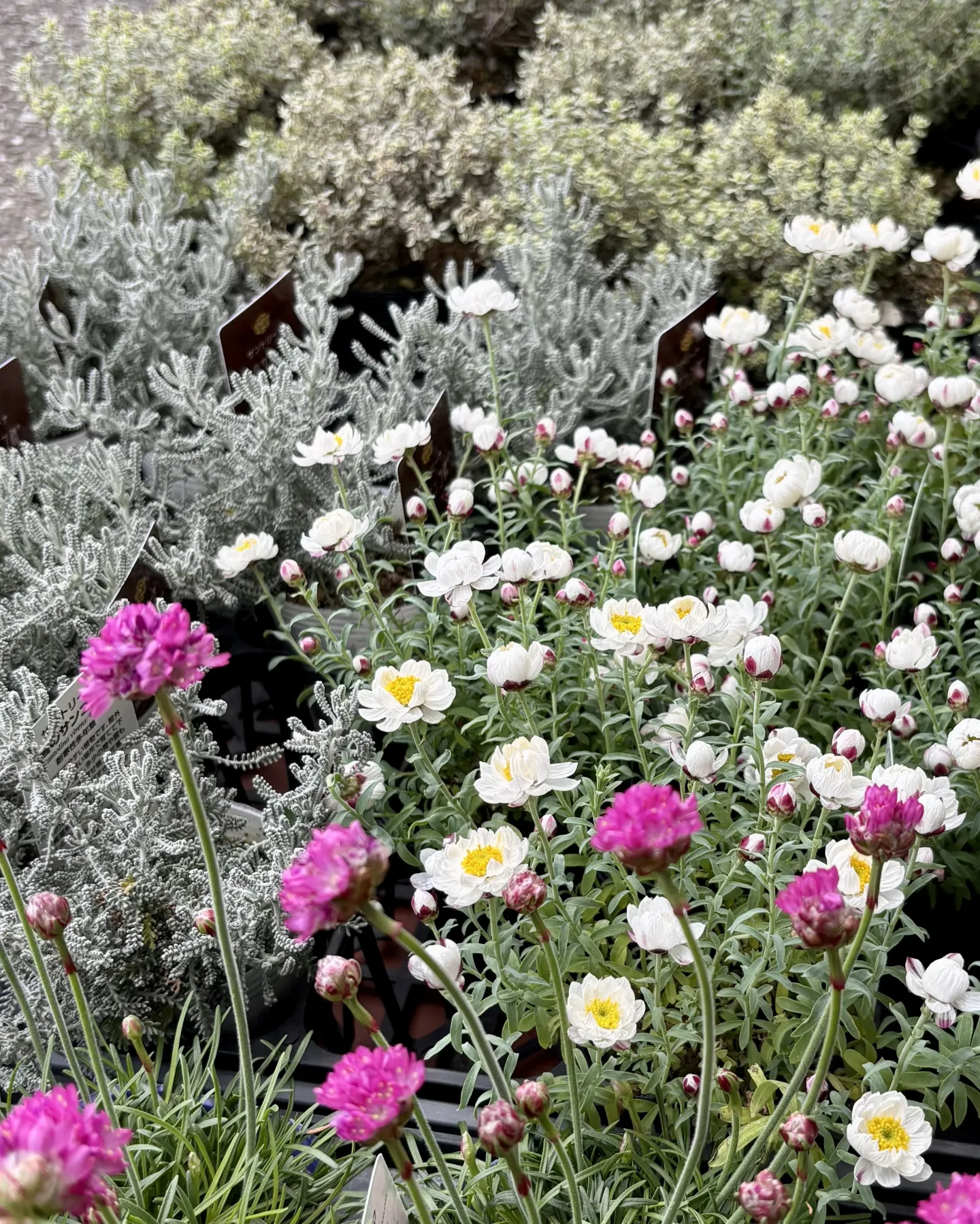 《春の寄せ植えにぴったりの洋風鉢と花苗が入荷しました》