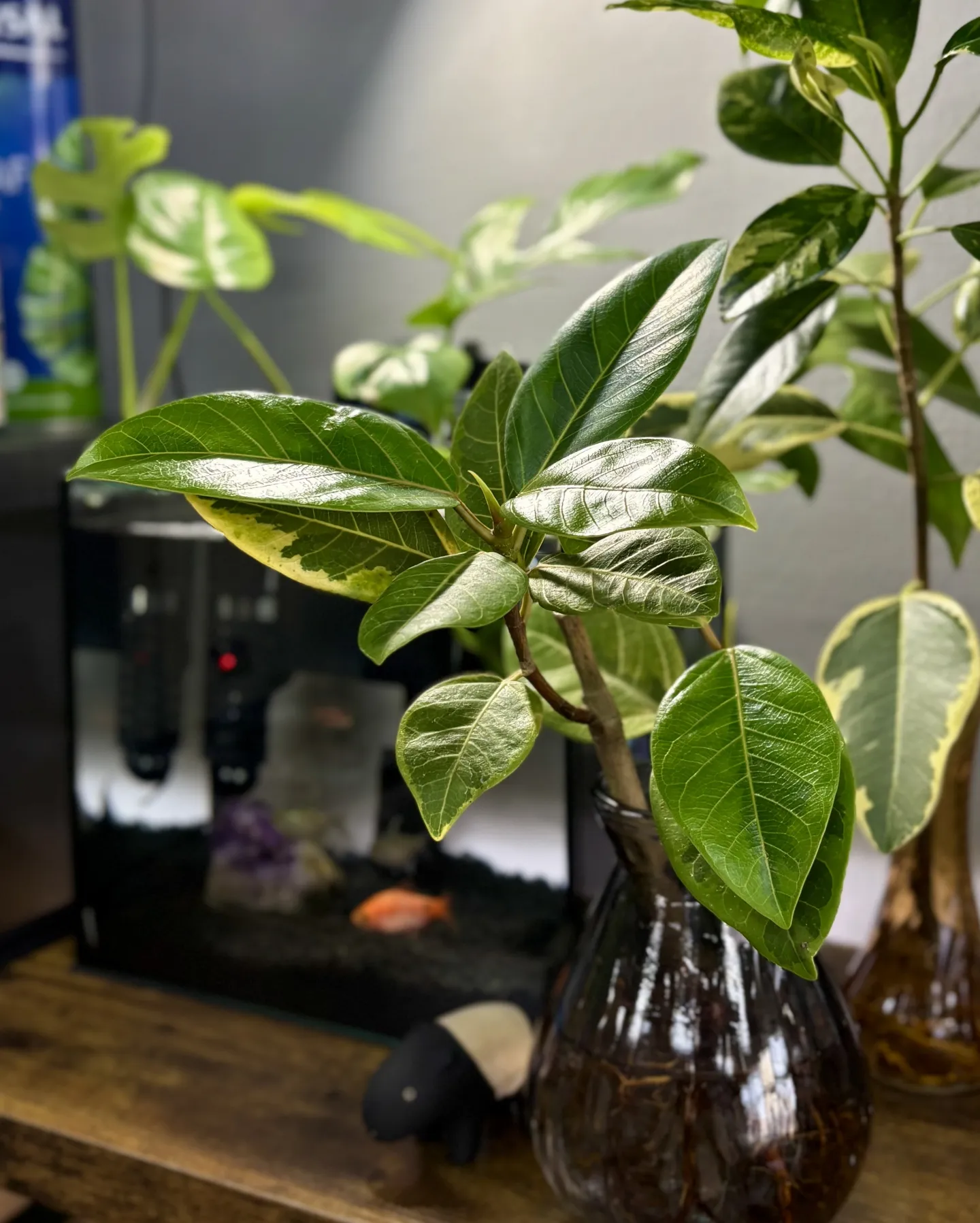 《水で育てる観葉植物》ご用意しました🩵