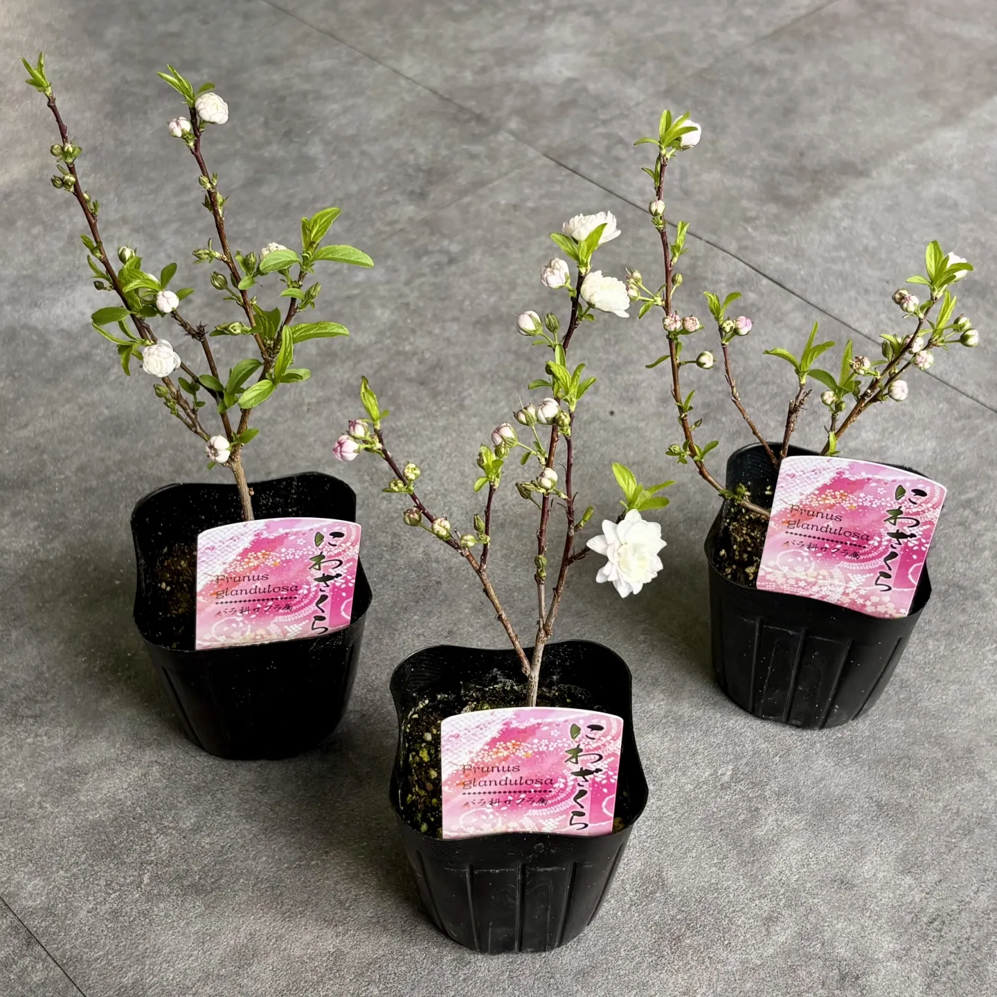 《春の庭先をやさしく彩る低木が入荷しました》