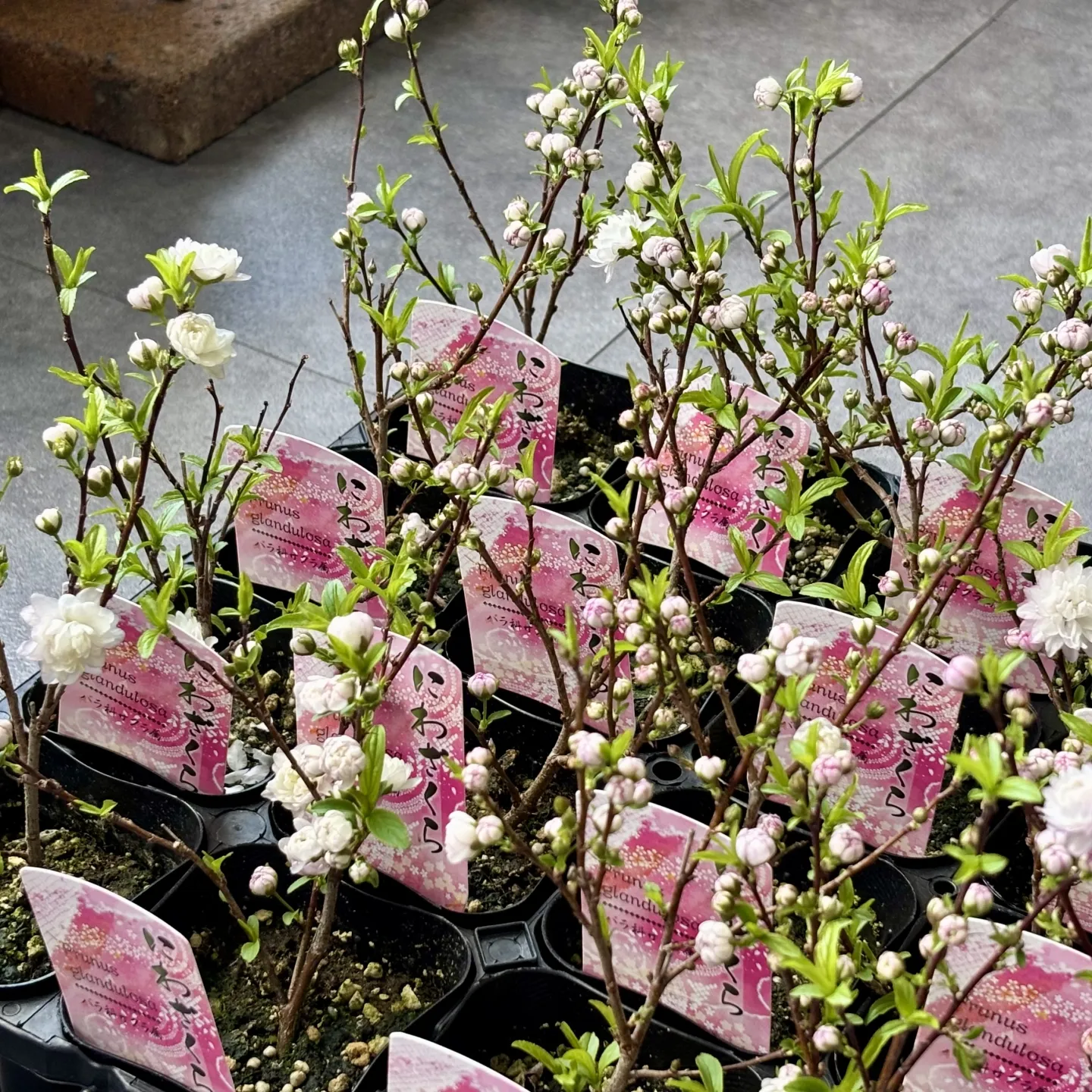 《春の庭先をやさしく彩る低木が入荷しました》
