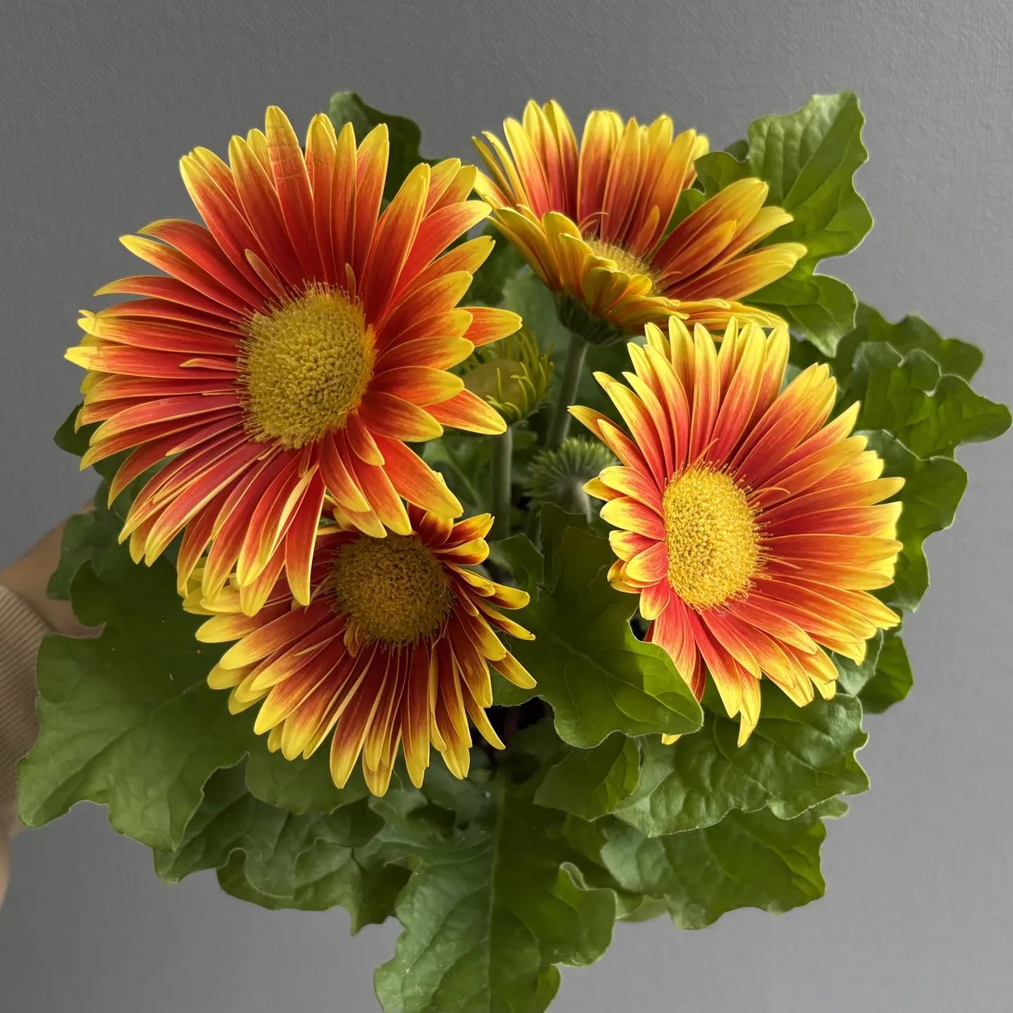 《大輪ガーベラの鉢植え 入荷しました》