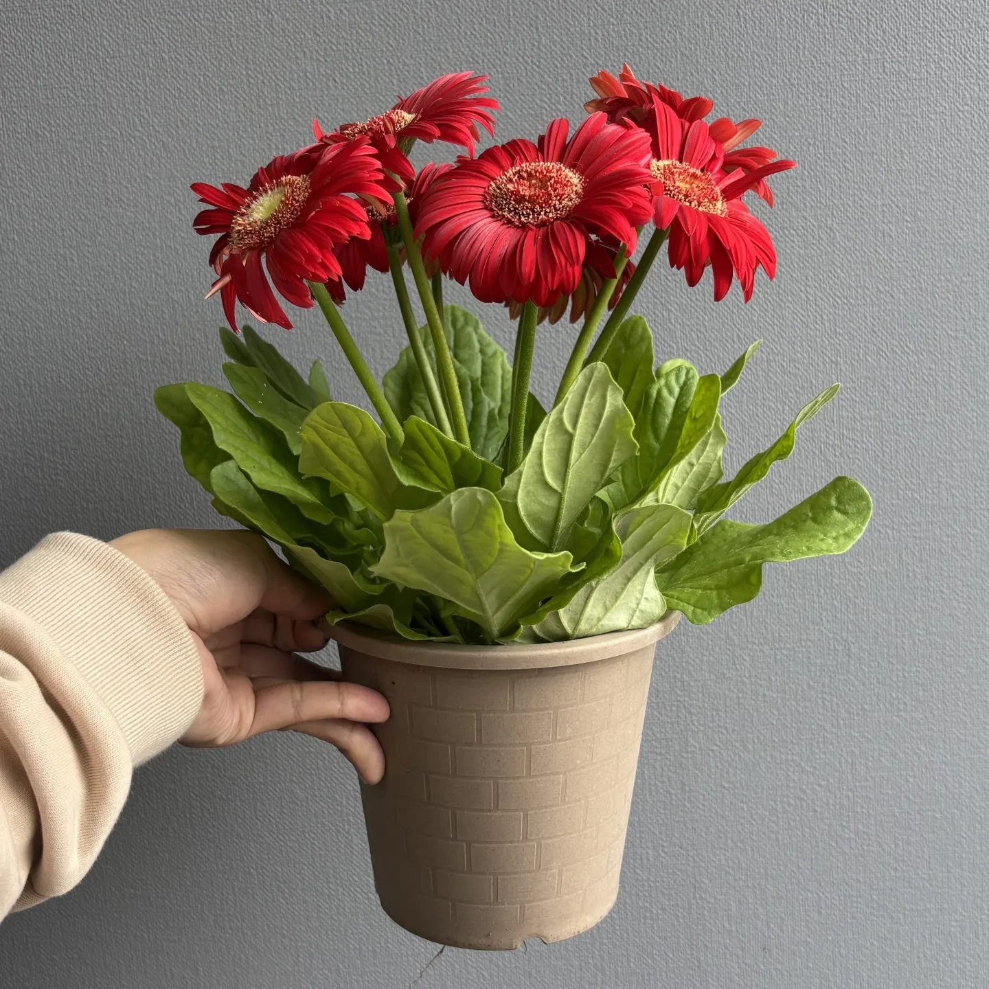 《大輪ガーベラの鉢植え 入荷しました》