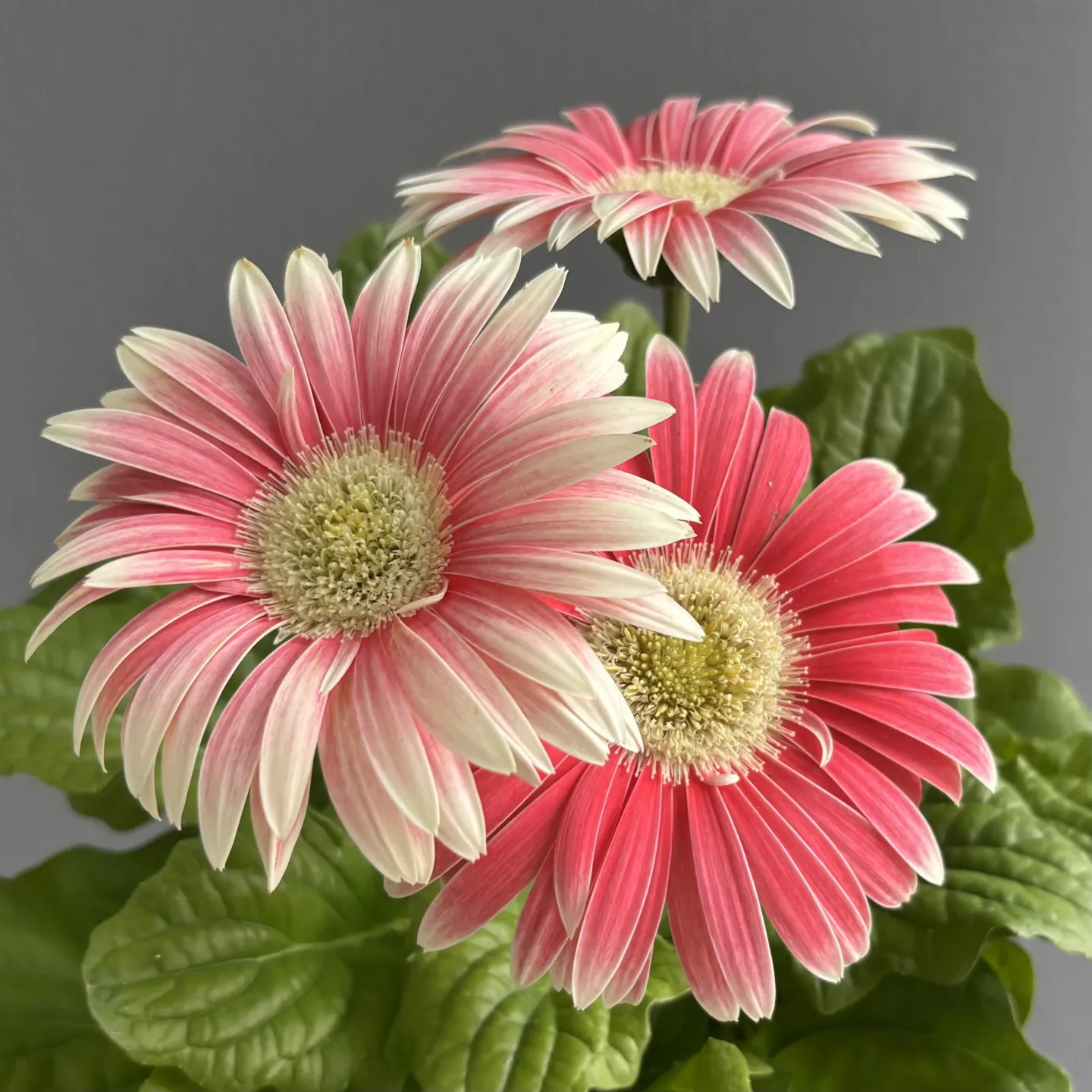 《大輪ガーベラの鉢植え 入荷しました》