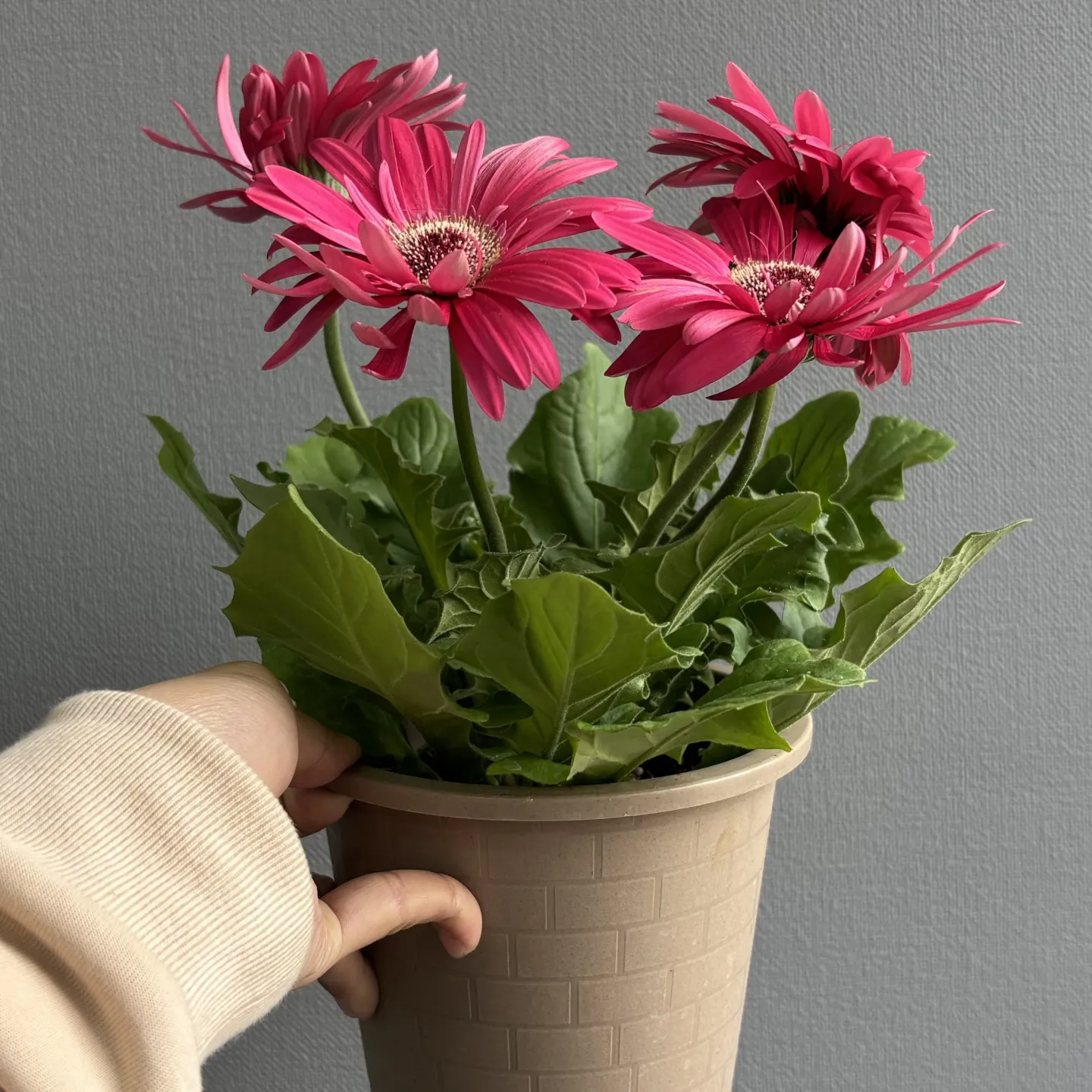 《大輪ガーベラの鉢植え 入荷しました》