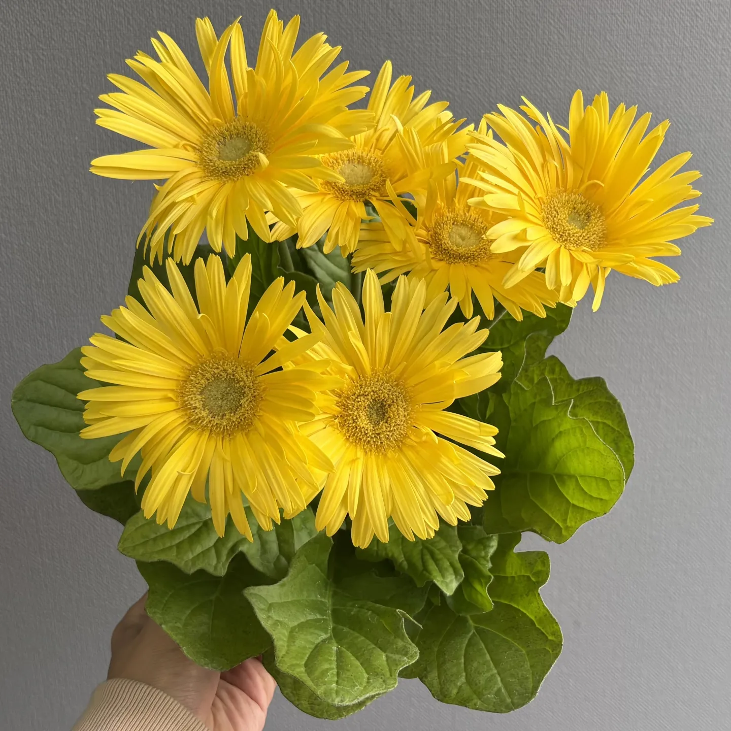 《大輪ガーベラの鉢植え 入荷しました》