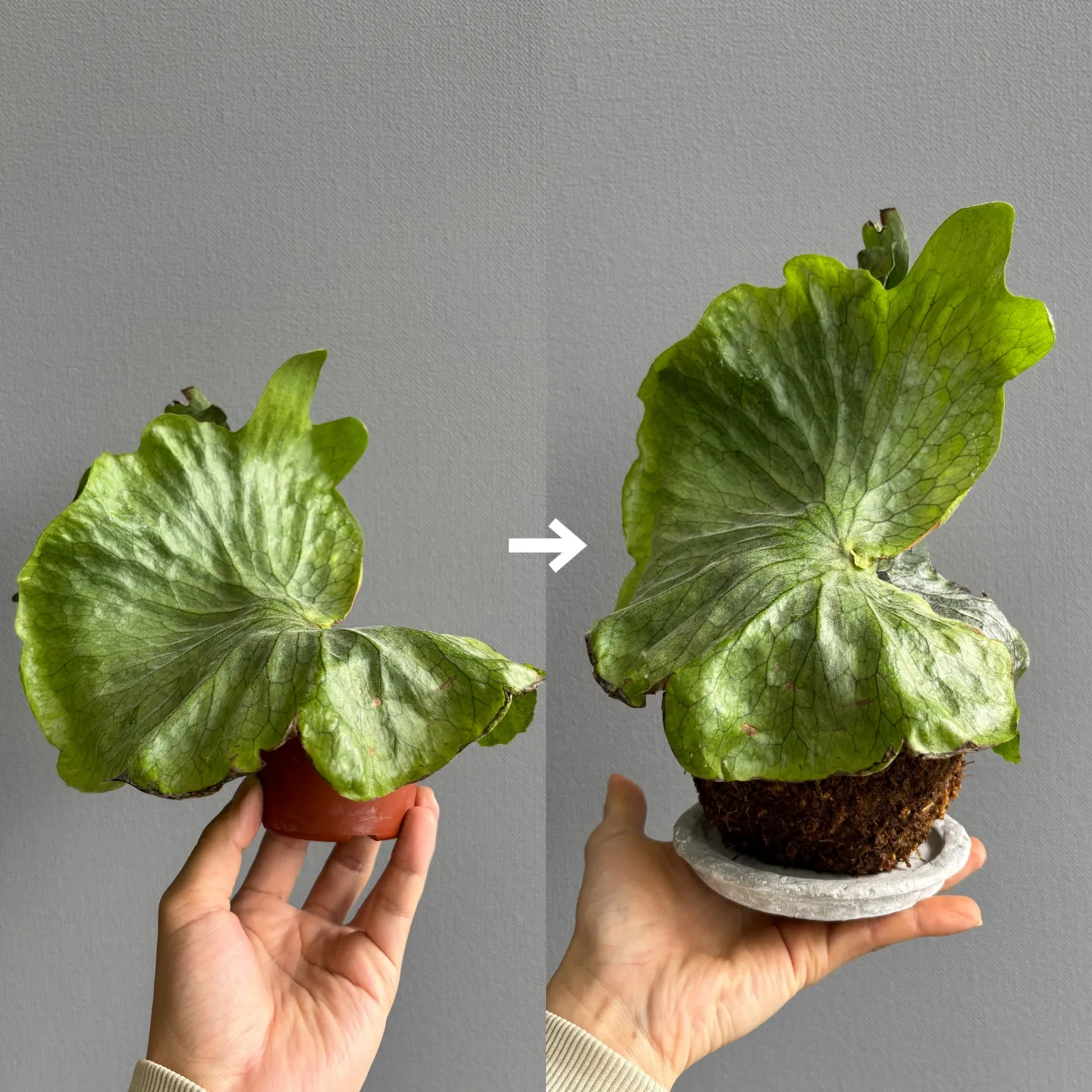 《コウモリランの苔玉仕立て》のご依頼を承りました。