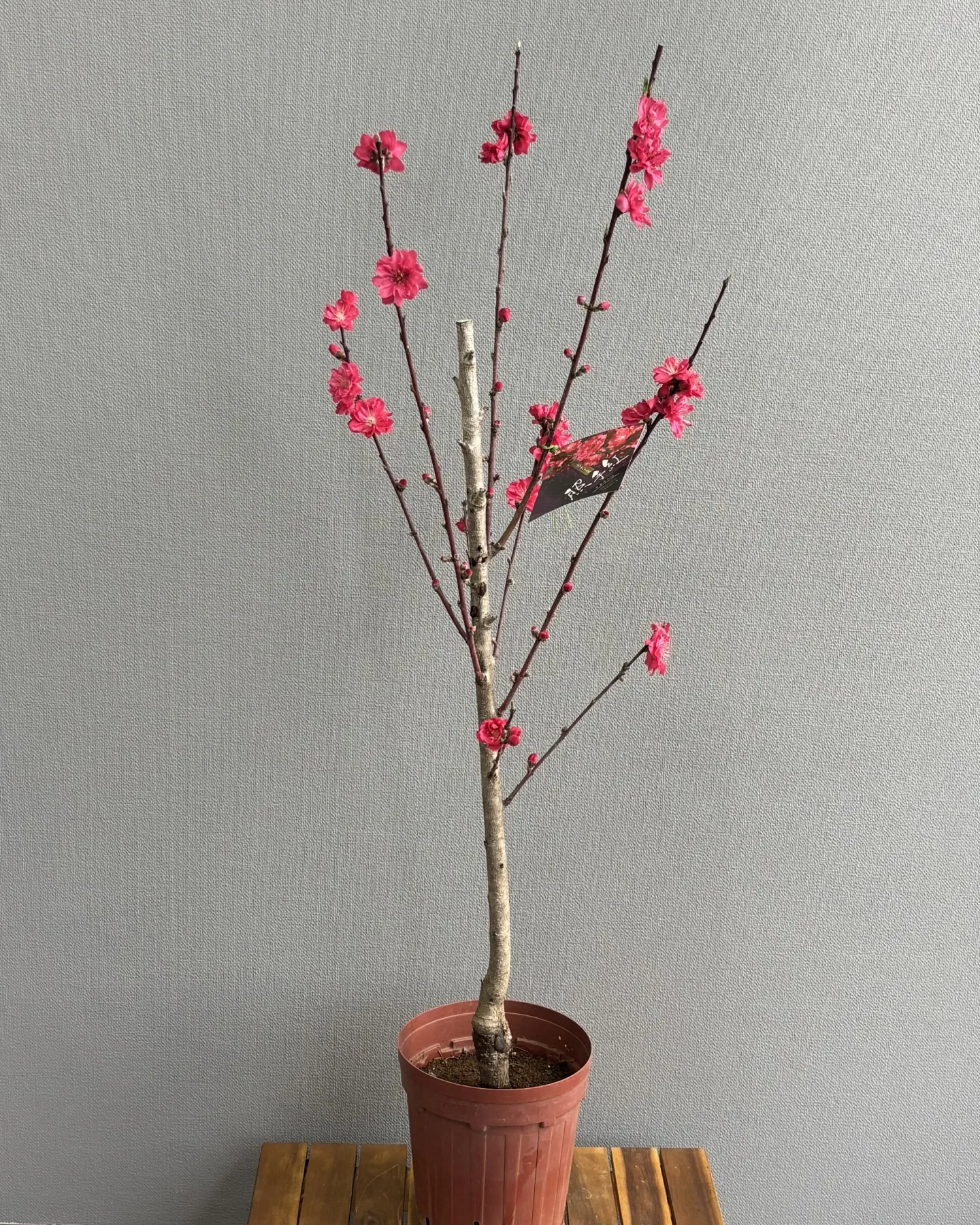 《春の主役級🌸花桃「照手紅（てるてべに）」お迎えしませんか？...