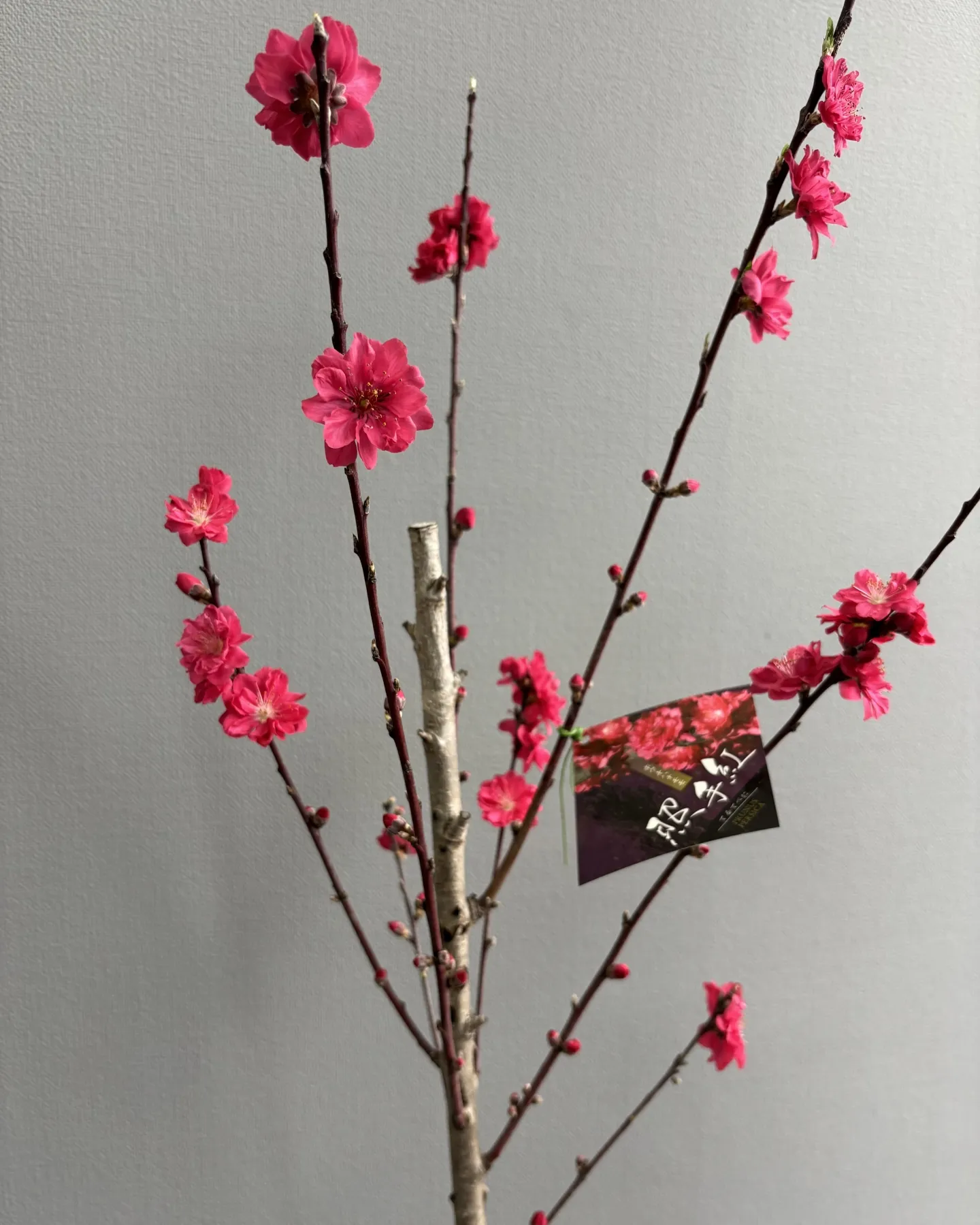 《春の主役級🌸花桃「照手紅（てるてべに）」お迎えしませんか？...