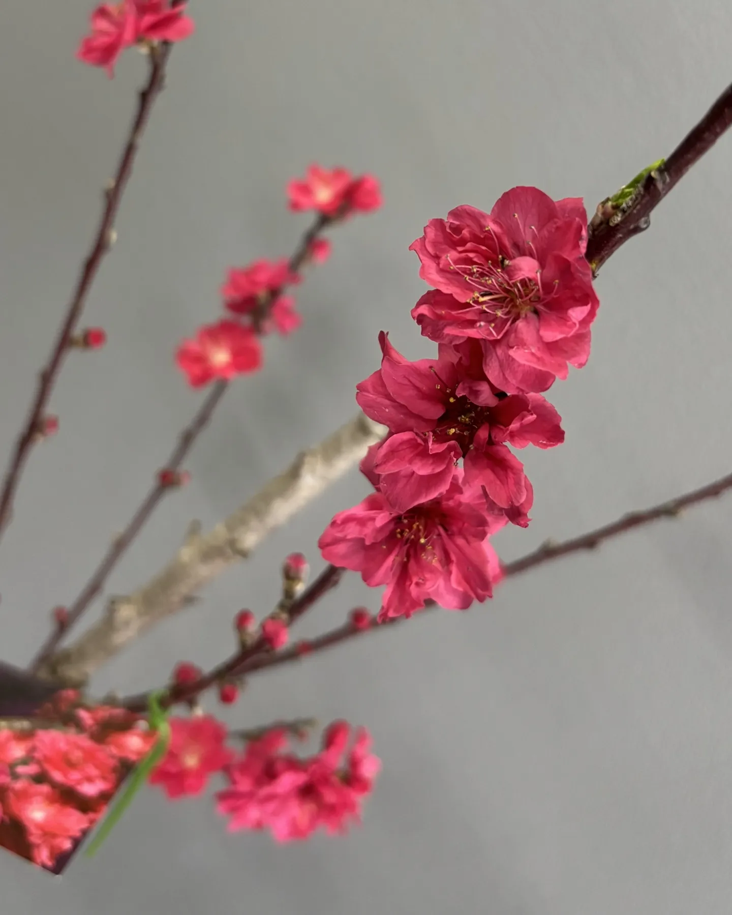 《春の主役級🌸花桃「照手紅（てるてべに）」お迎えしませんか？...
